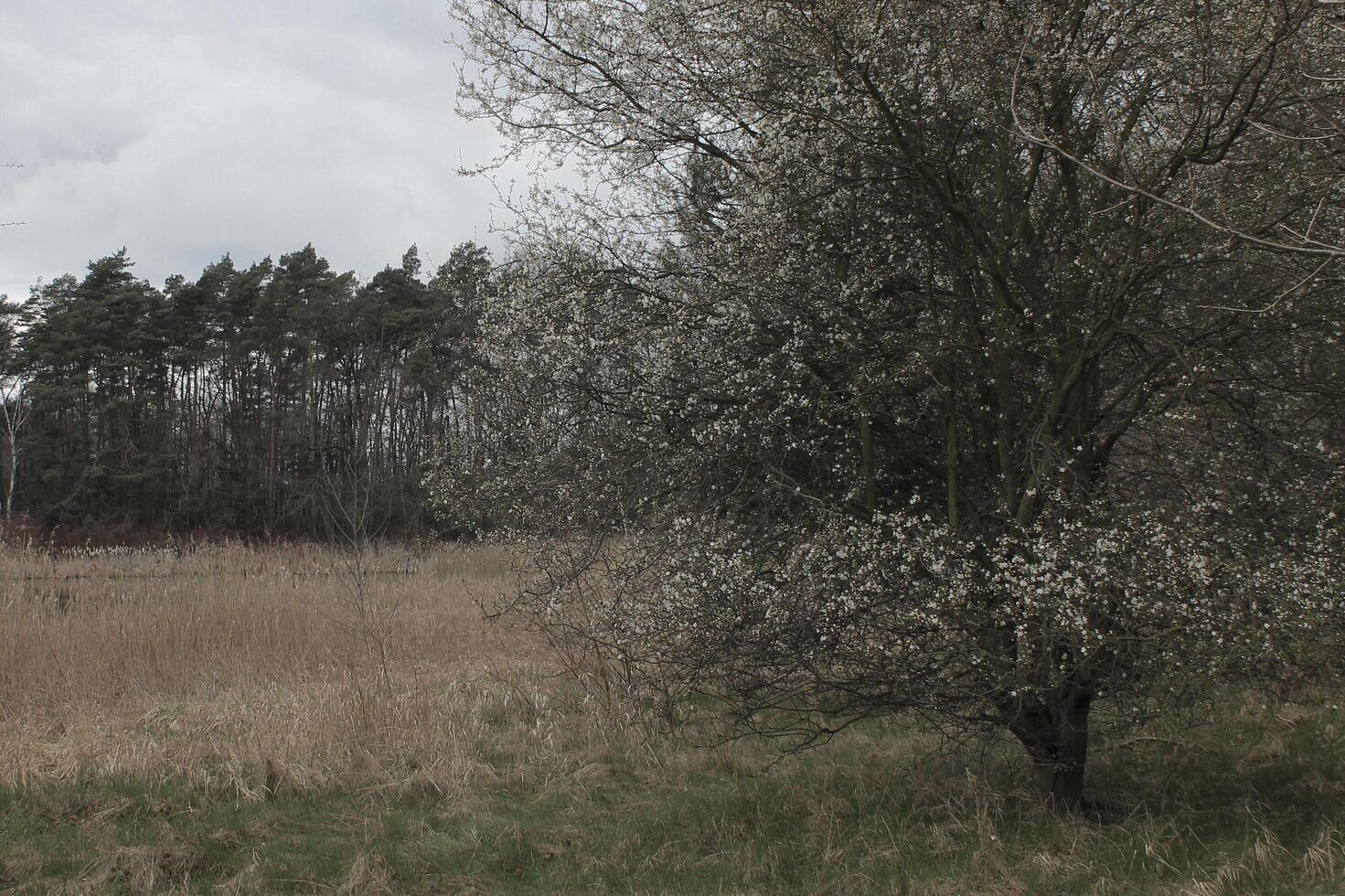 natura sfondo foto