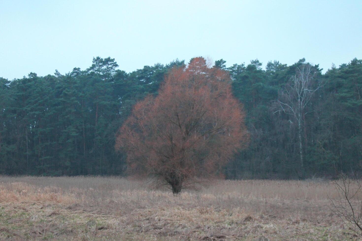 campo sfondo foto