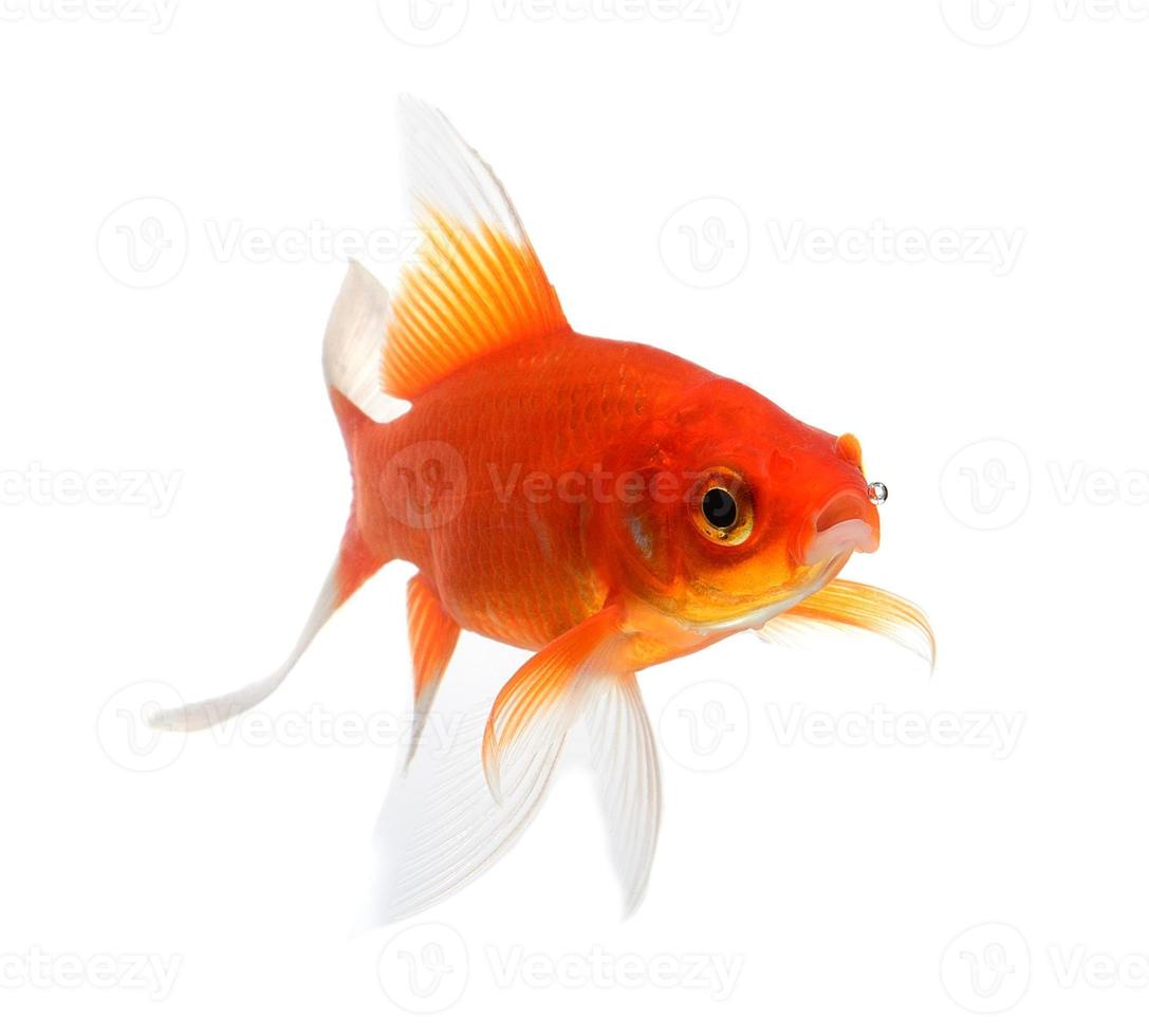 isolamento del pesce d'oro sullo sfondo bianco foto