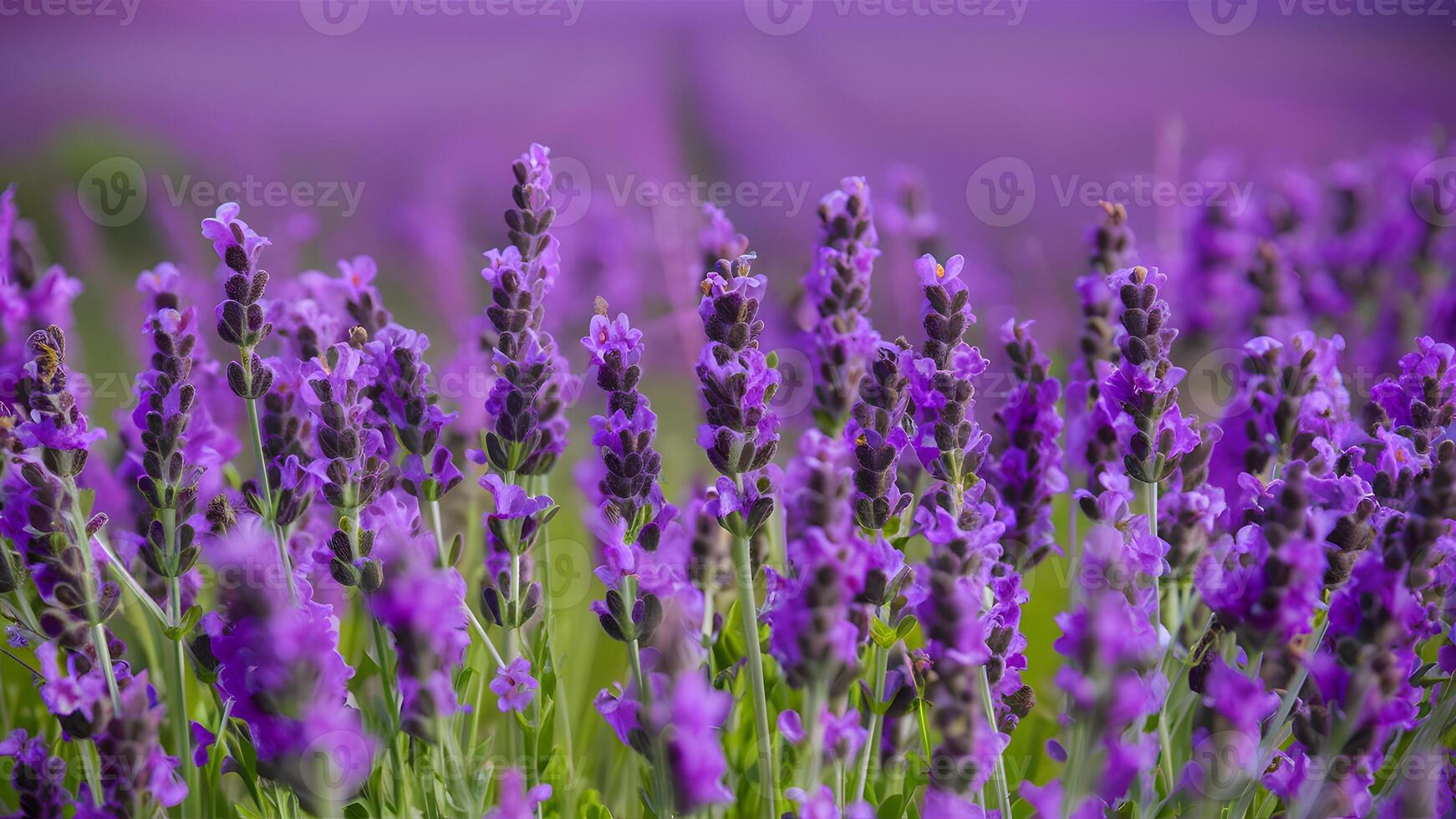 ai generato avvicinamento di lavanda fiori campo, fioritura con fragrante viola foto