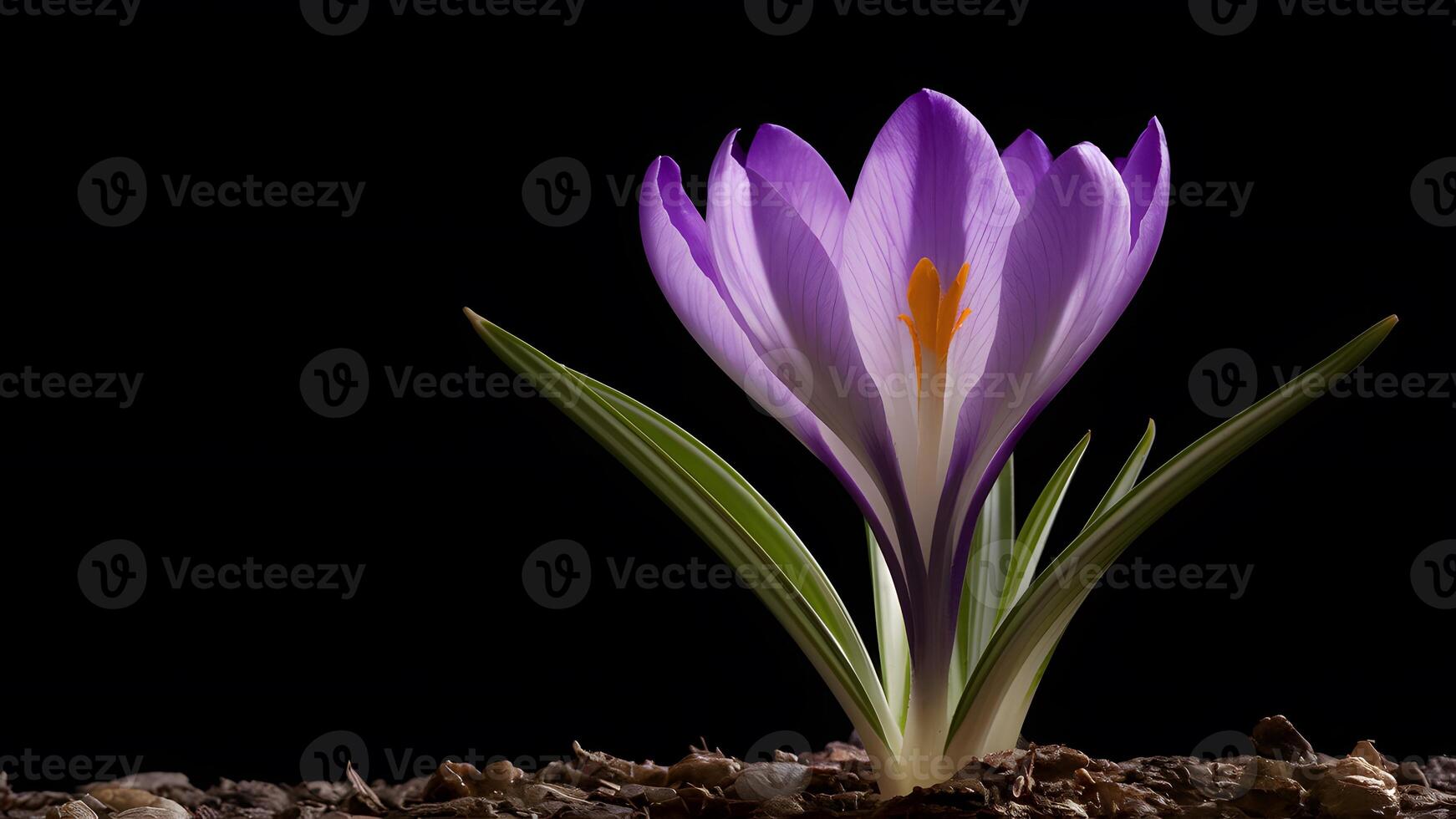 ai generato Immagine viola croco primavera fiore isolato su nero sfondo, Impressionante Immagine foto