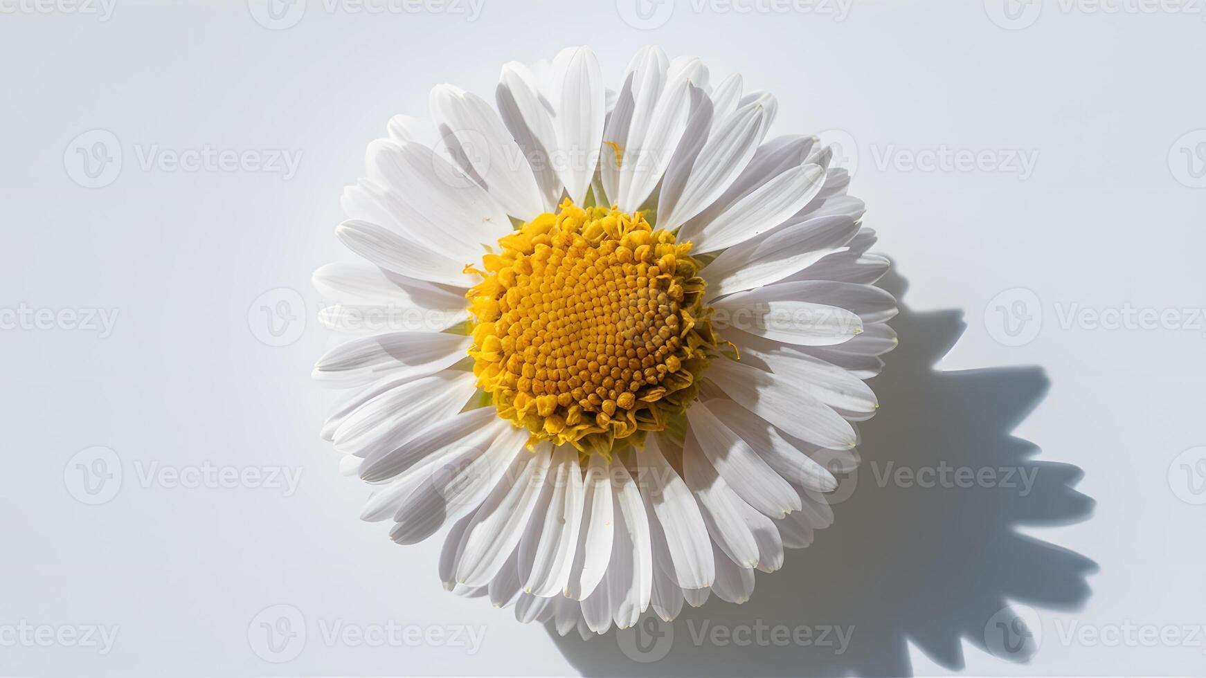 ai generato camomilla fiore isolato su bianca crea un' travolgente macro tiro foto