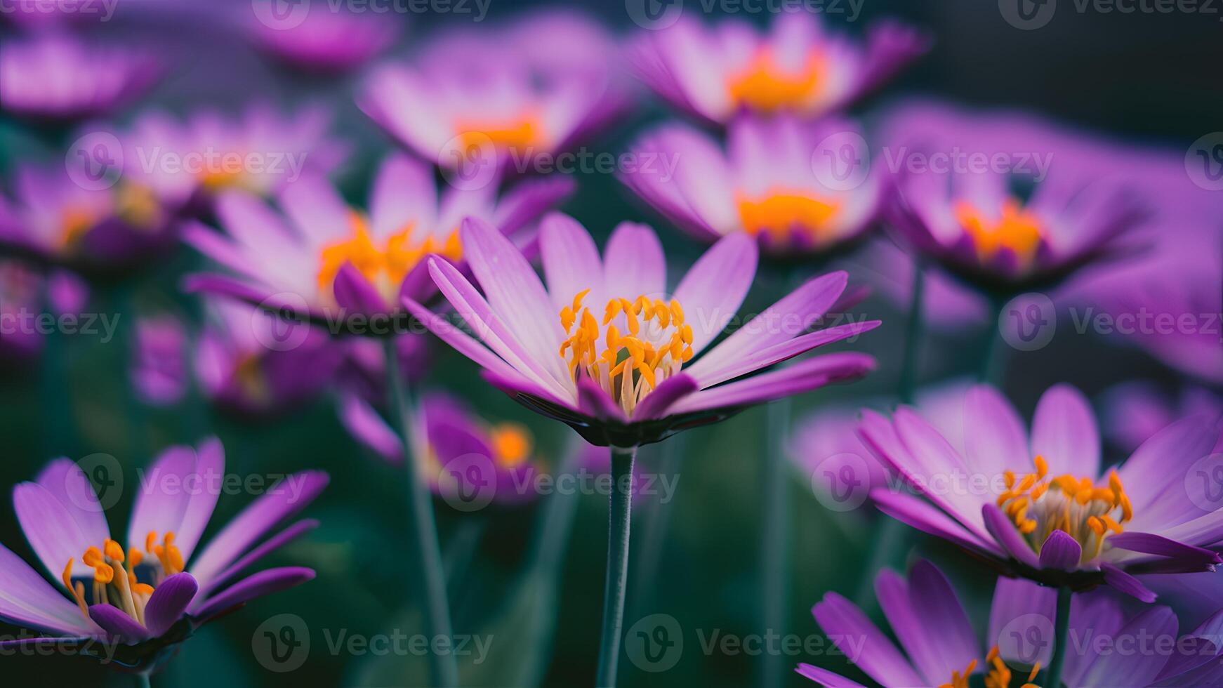 ai generato sfocato sfondo con pieno messa a fuoco su viola fiori, giallo antere foto