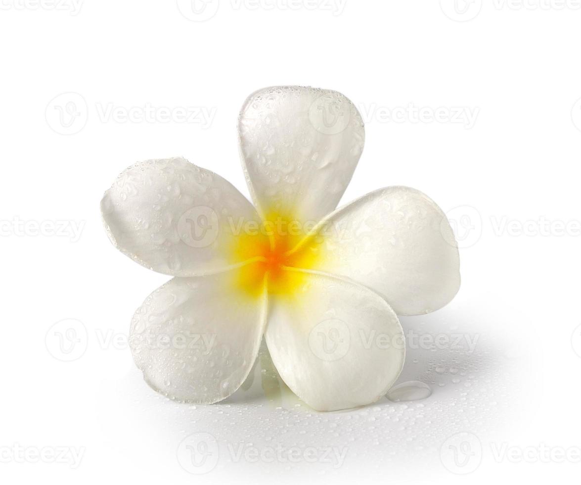 fiori tropicali frangipani isolati su sfondo bianco foto