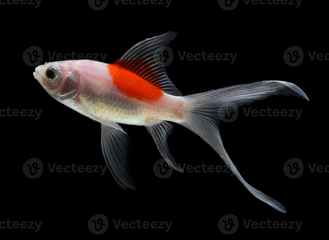 pesce d'oro isolato su sfondo nero foto