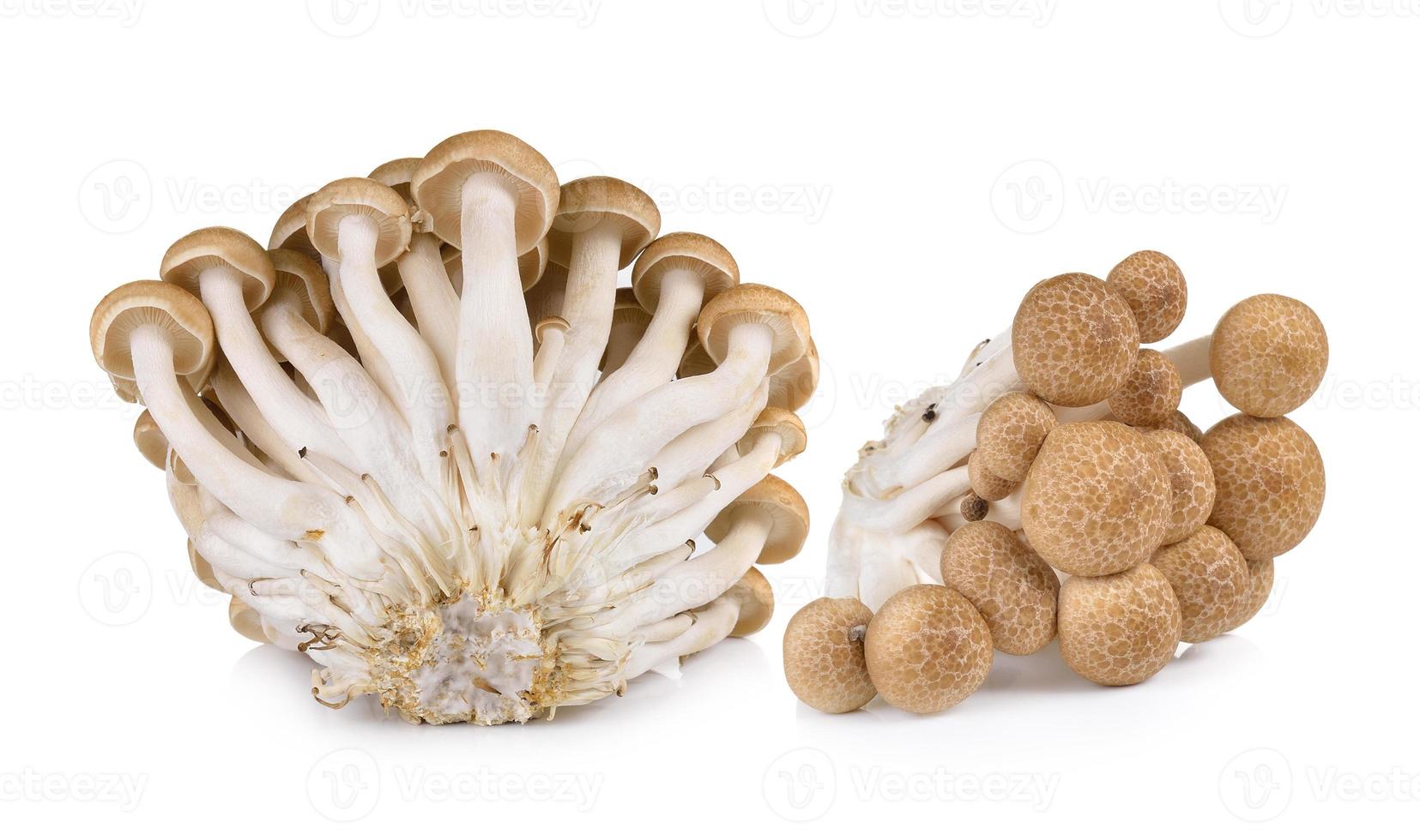 funghi di faggio marrone isolati su sfondo bianco foto