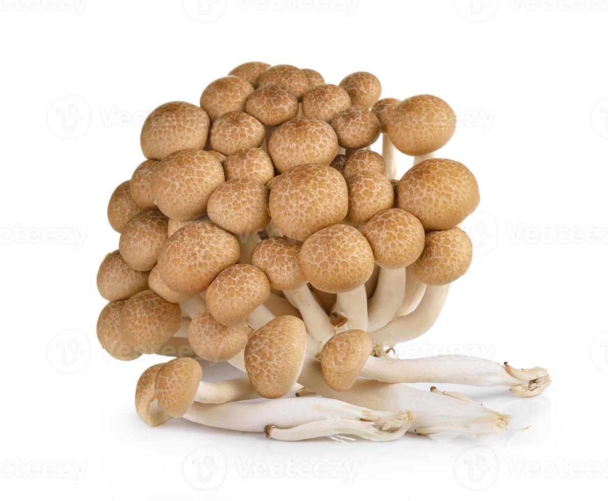 funghi di faggio marrone isolati su sfondo bianco foto