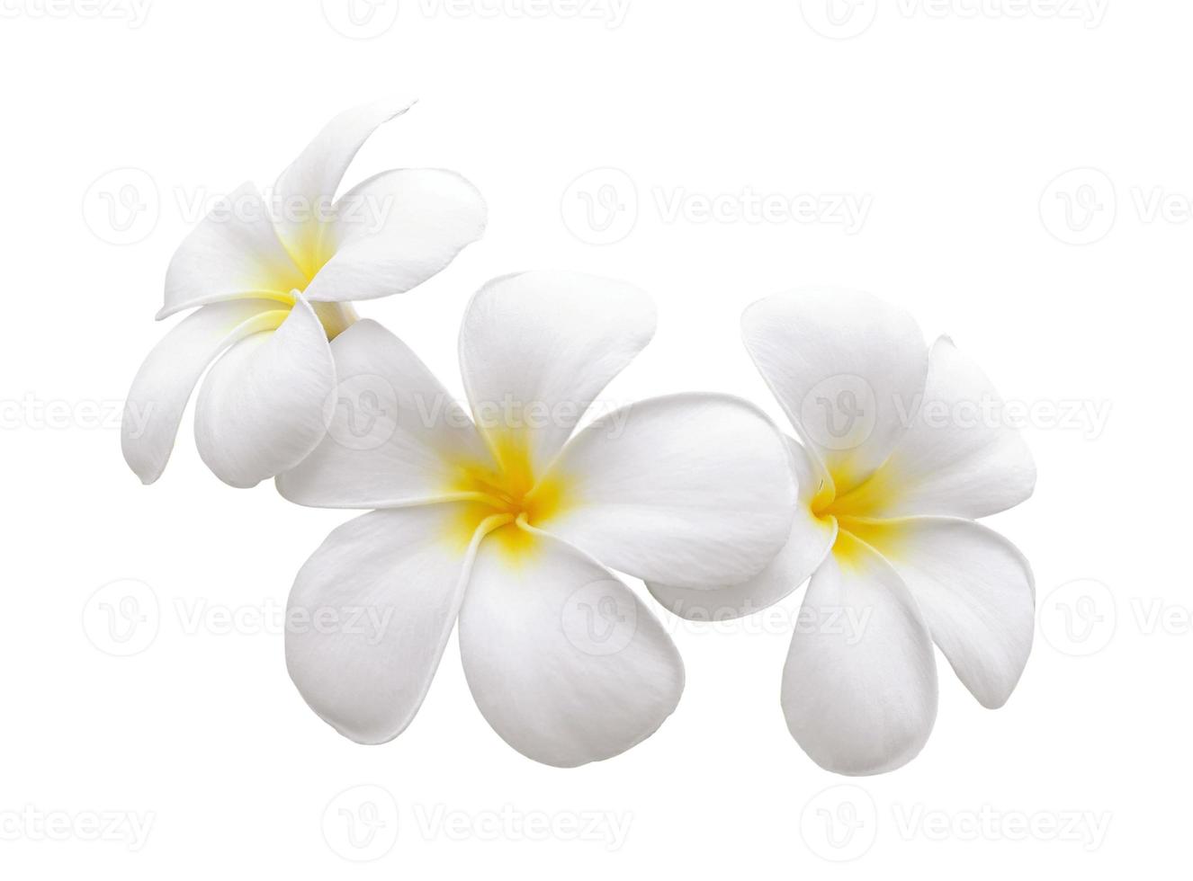 fiore di frangipani isolato sfondo bianco white foto