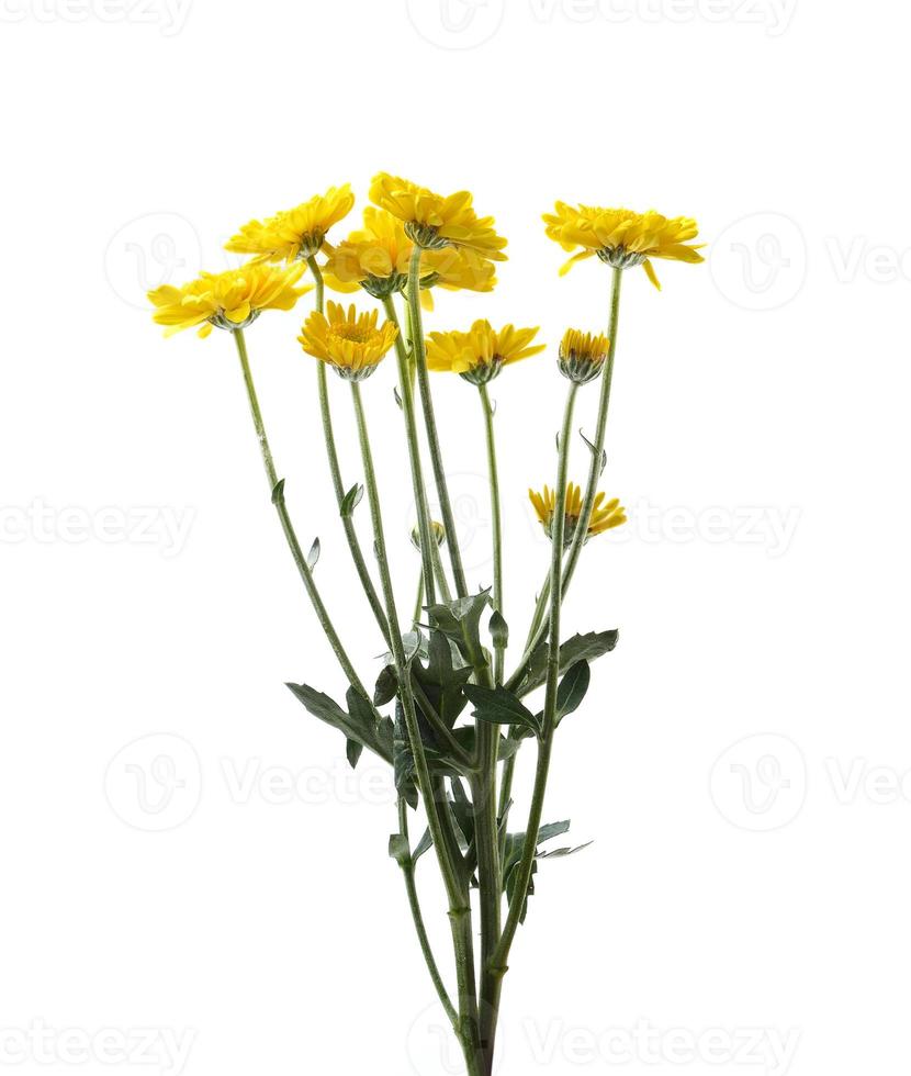 fiore di crisantemo giallo con foglia foto