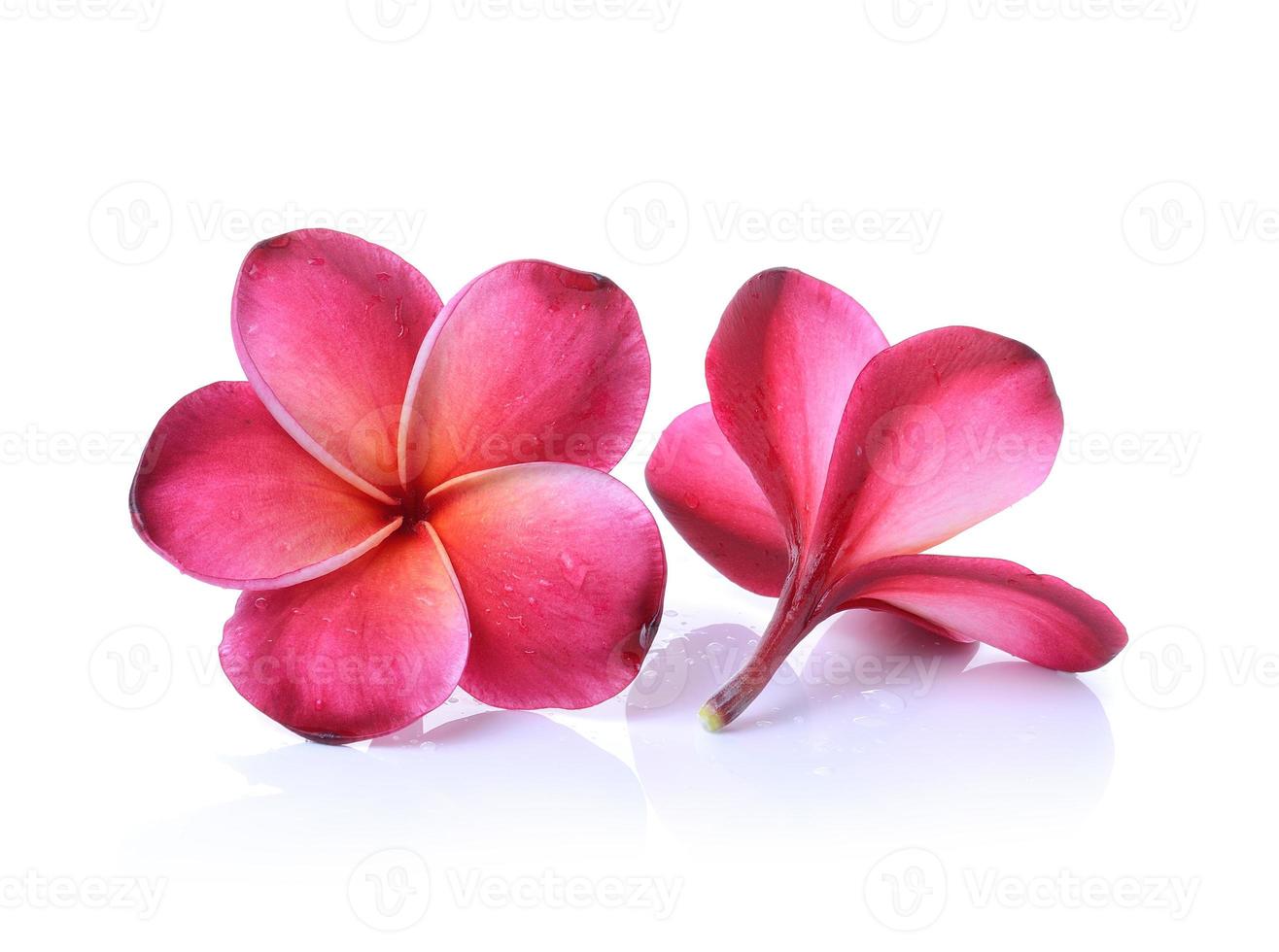 fiore di frangipani rosso isolato su sfondo bianco foto