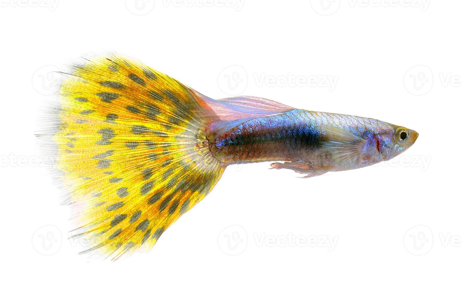 pesce guppy isolato su sfondo bianco foto