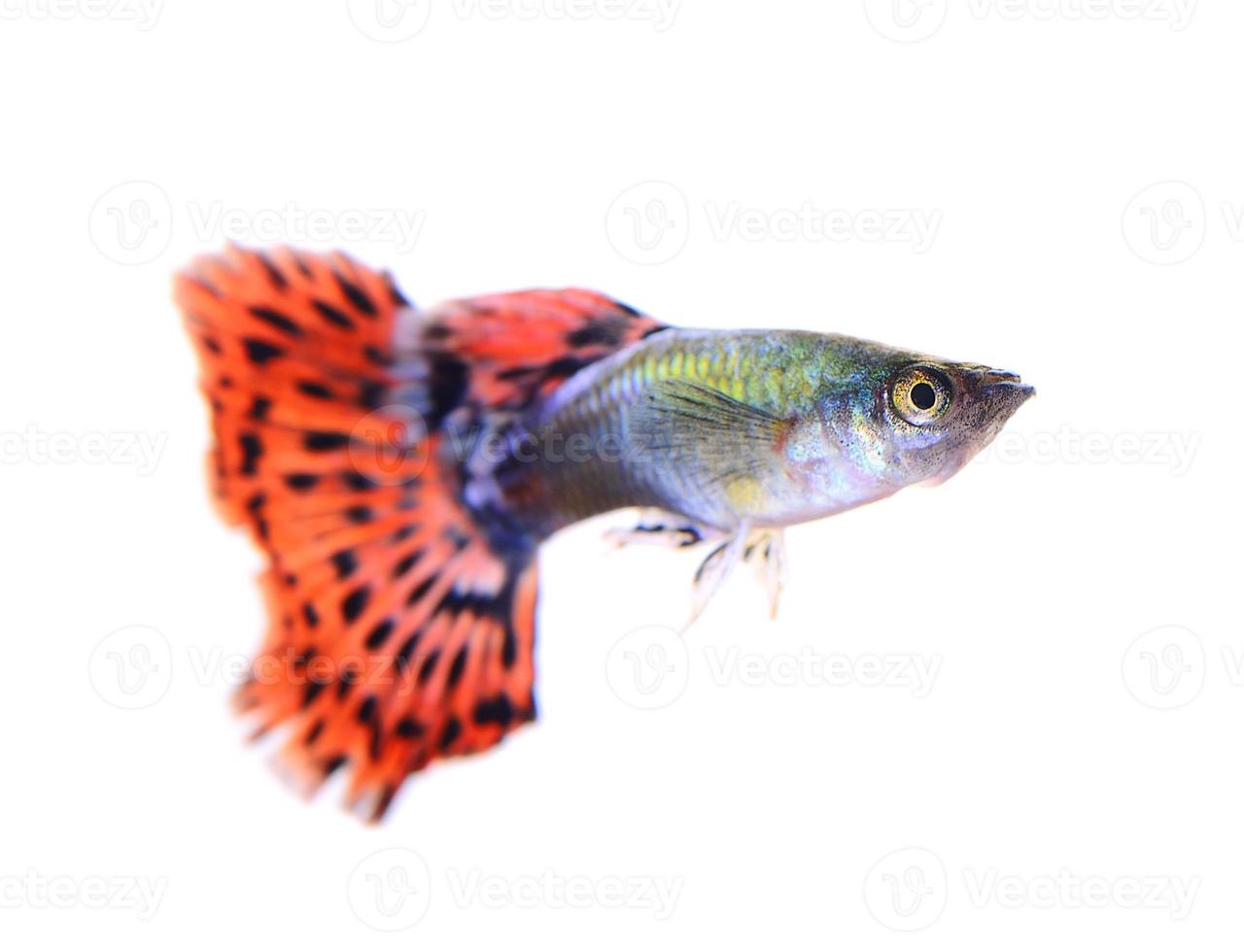 pesce guppy isolato su sfondo bianco foto