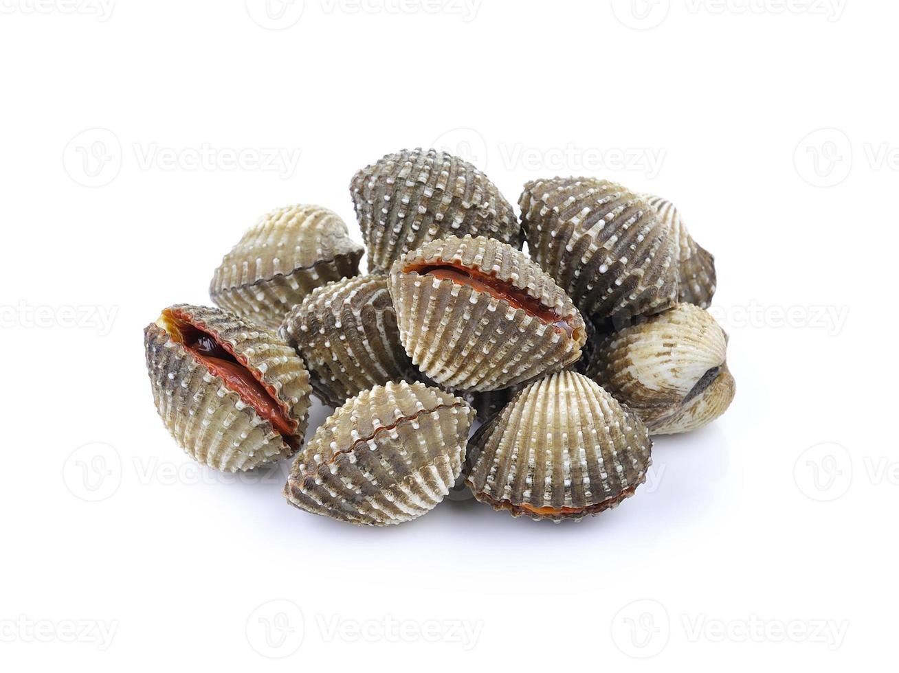 cibo fresco crostacei vongole foto