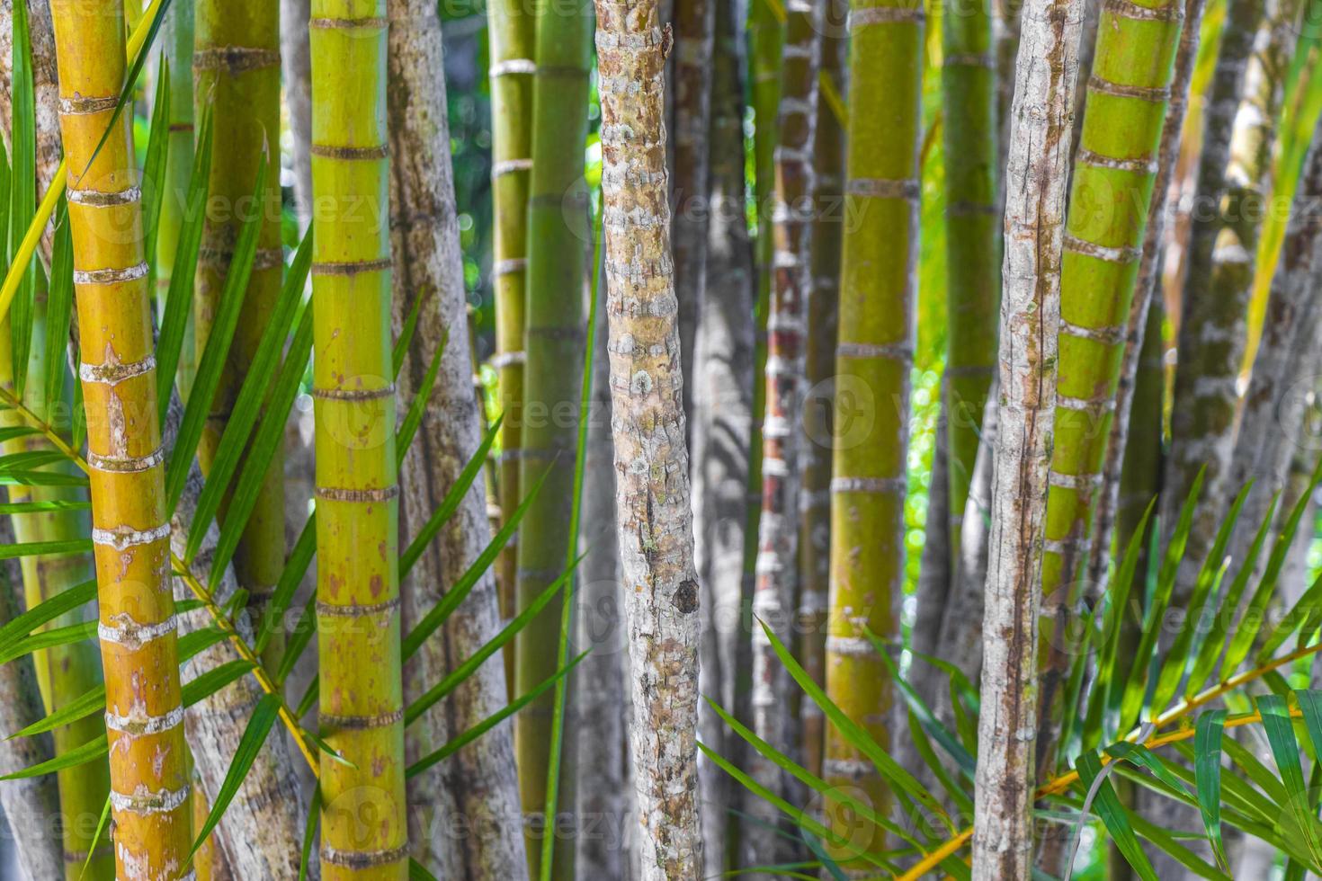 palme di bambù giallo verde rio de janeiro brasile. foto