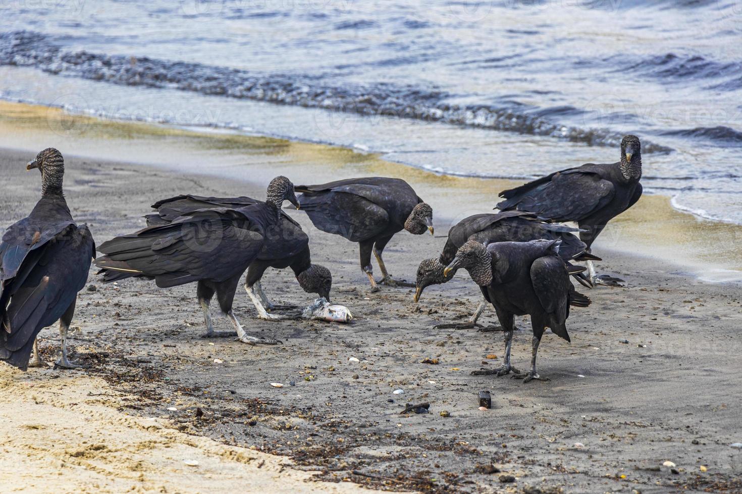 avvoltoi neri tropicali mangiano carcasse di pesce rio de janeiro brasile. foto