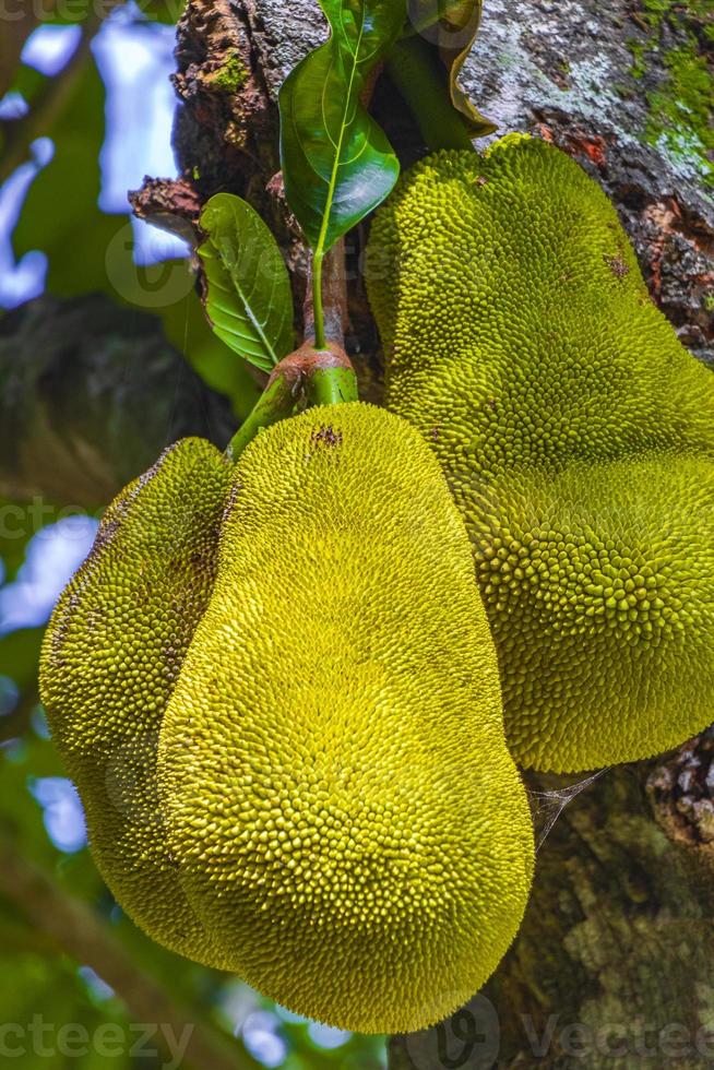 jackfruit che cresce su jack tree a rio de janeiro brasile. foto