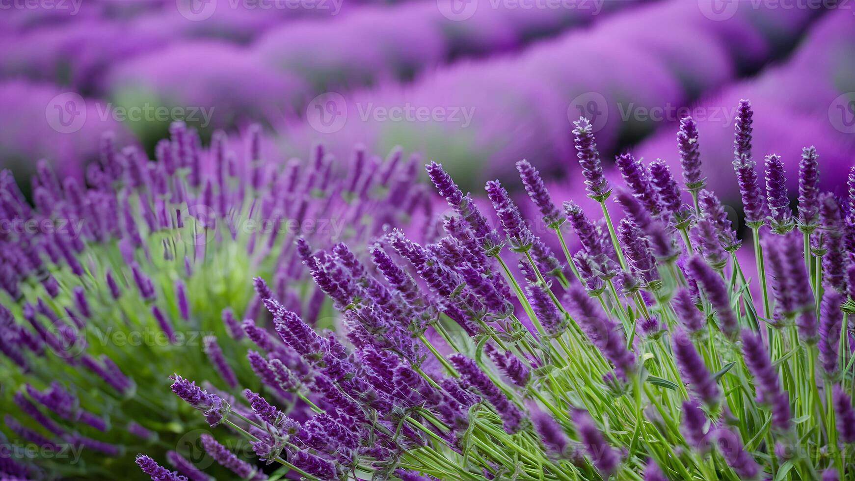 ai generato lavanda fioritura fragrante fiori campo, avvicinamento viola sfondo, ondeggiante foto