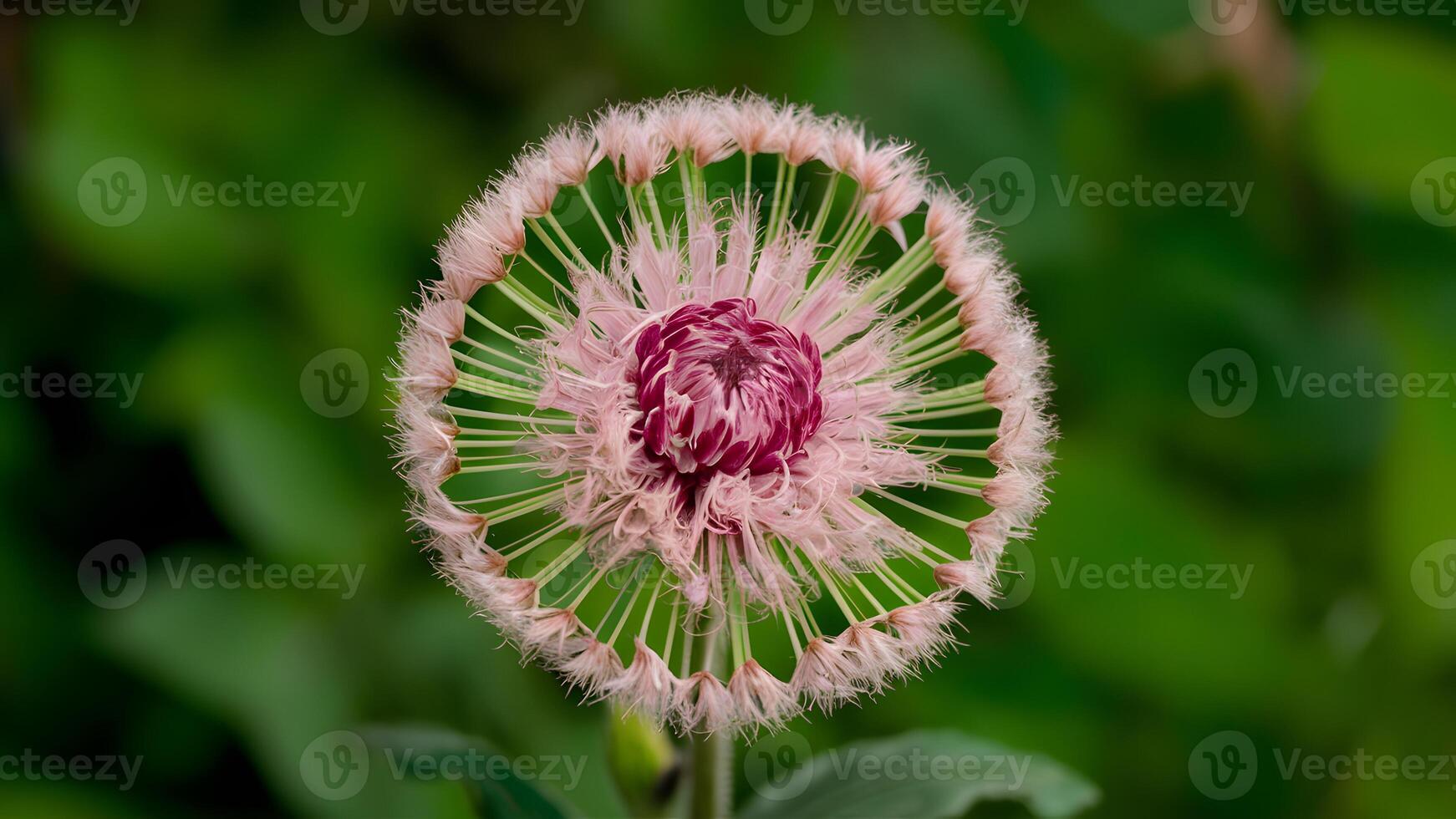 ai generato bellissimo fiore isolato su verde sfondo, ciuffi cerchio foto