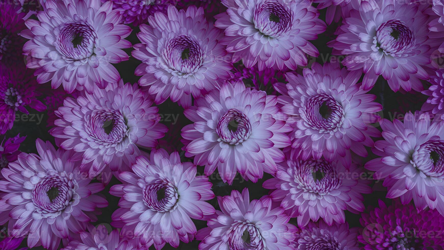 ai generato natura astratto formato di morbido rosa e viola crisantemo fiori foto