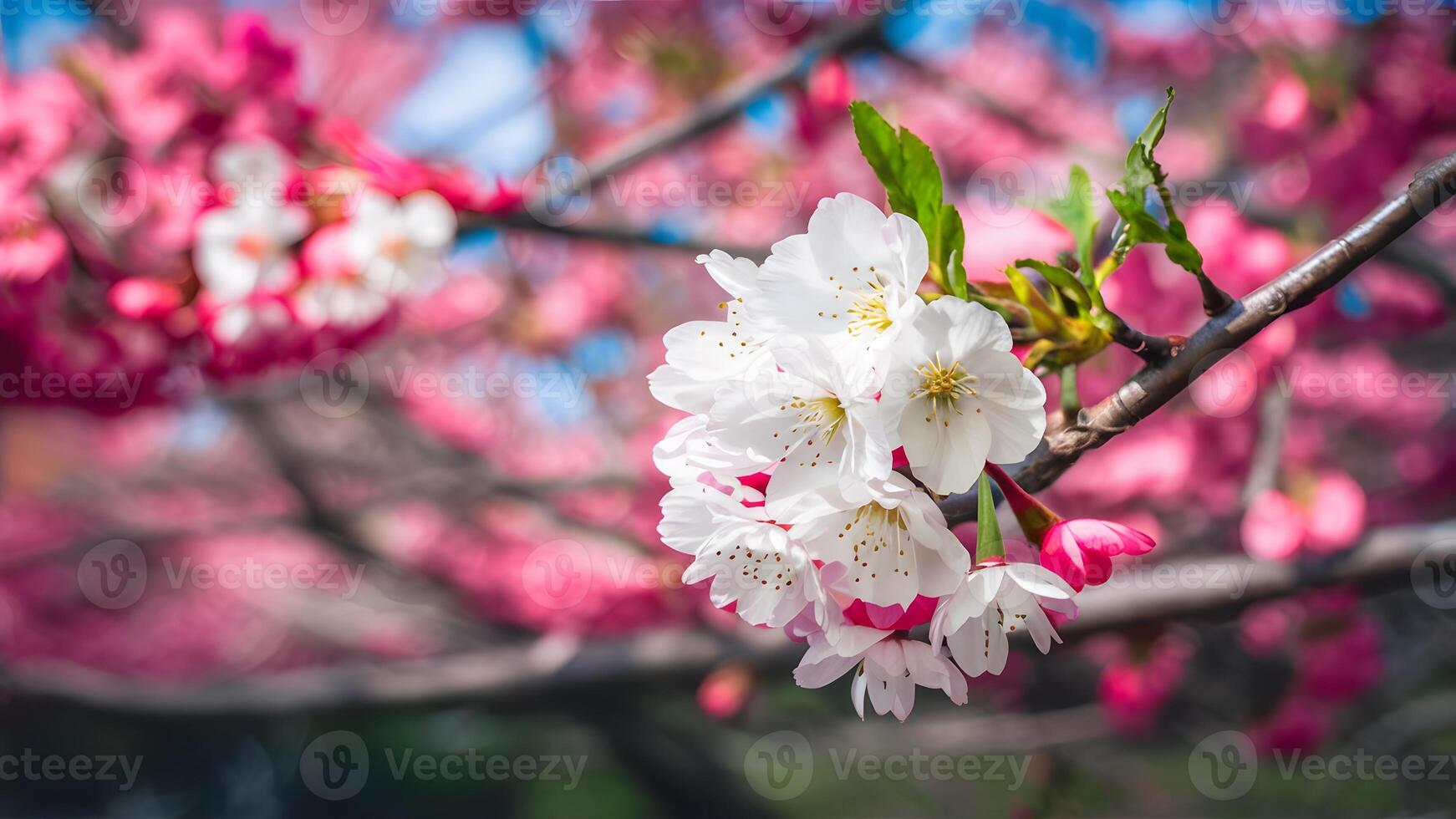 ai generato img superficiale profondità sakura fiore ciliegia fiorire panoramico modello foto