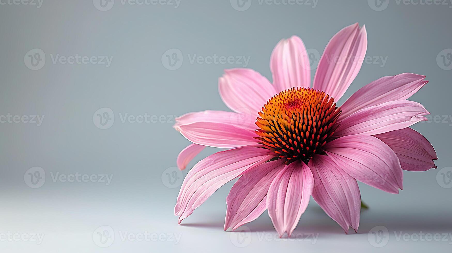 ai generato naturale medicinale echinacea fiori su un' bianca sfondo foto