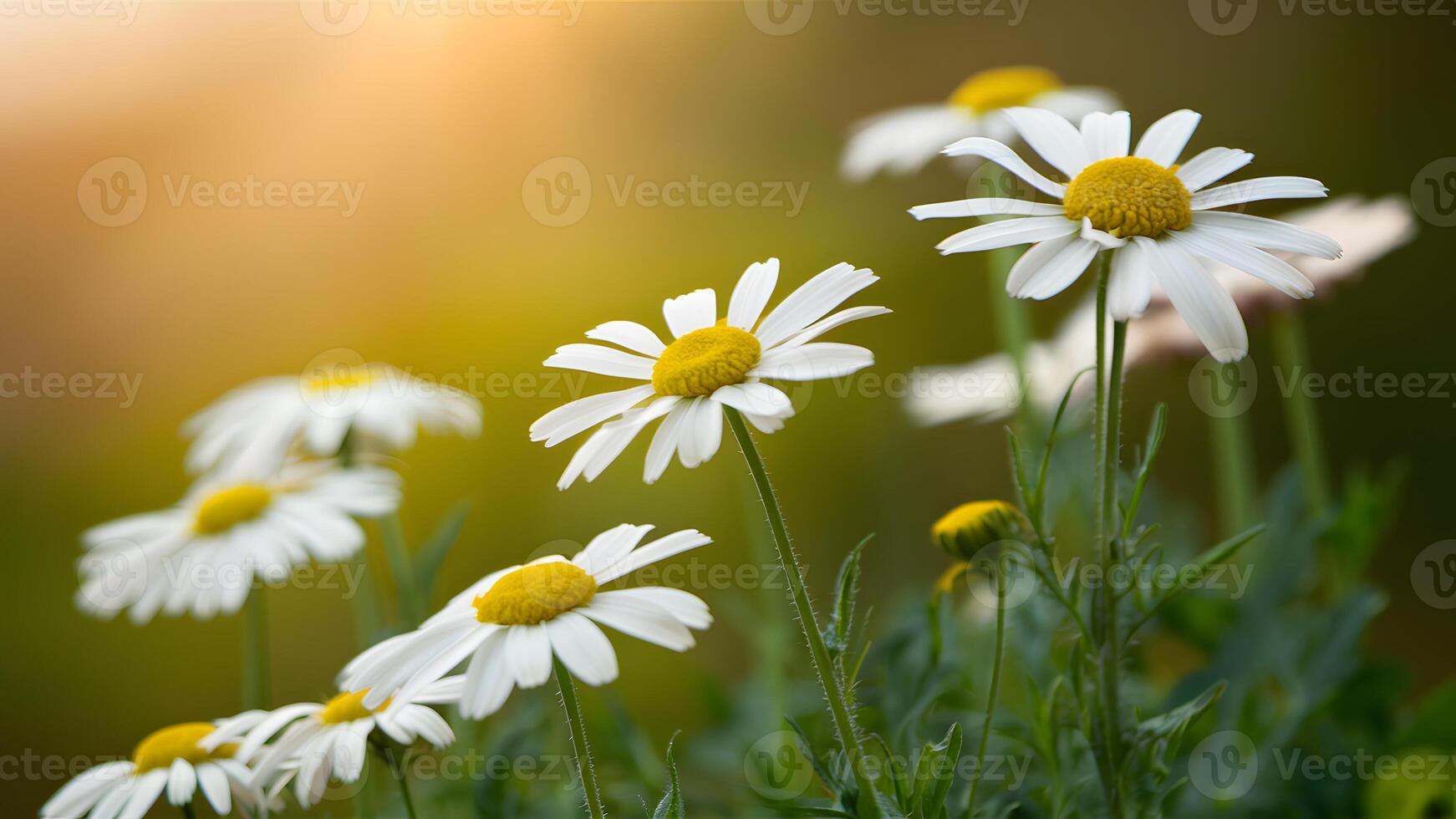 ai generato sereno camomilla fiori impostato contro un' dolcemente sfocato sfondo foto