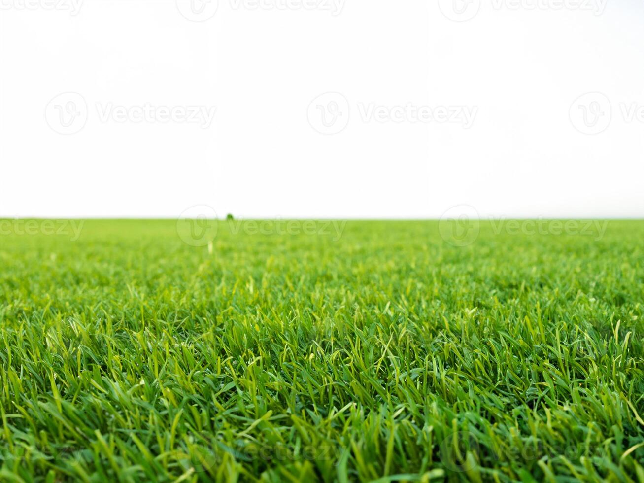 vivace verde erba su pulito bianca sfondo foto