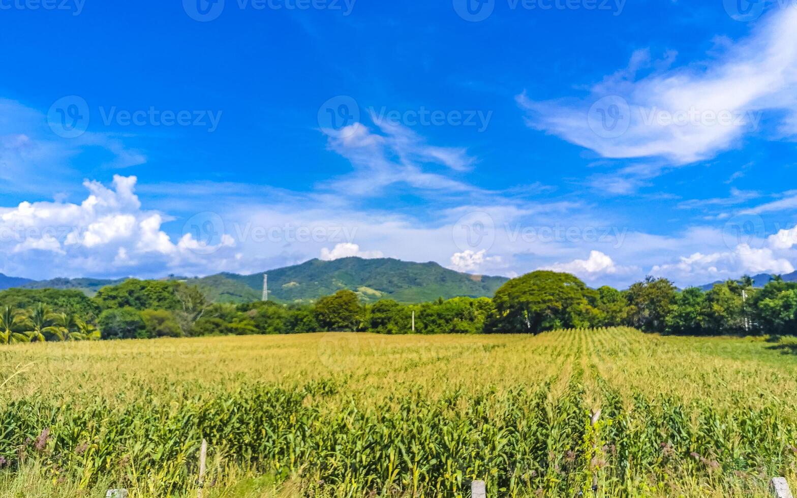 guidare passato il tropicale giungla montagne e campagna mazunte Messico. foto