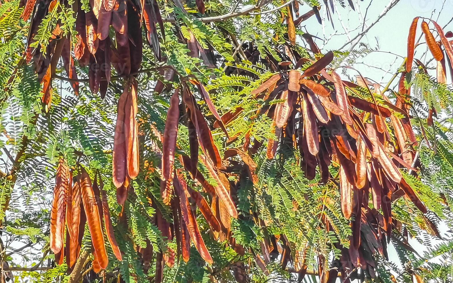 rosso guajé albero pianta con seme fagioli fagiolo baccello baccelli. foto