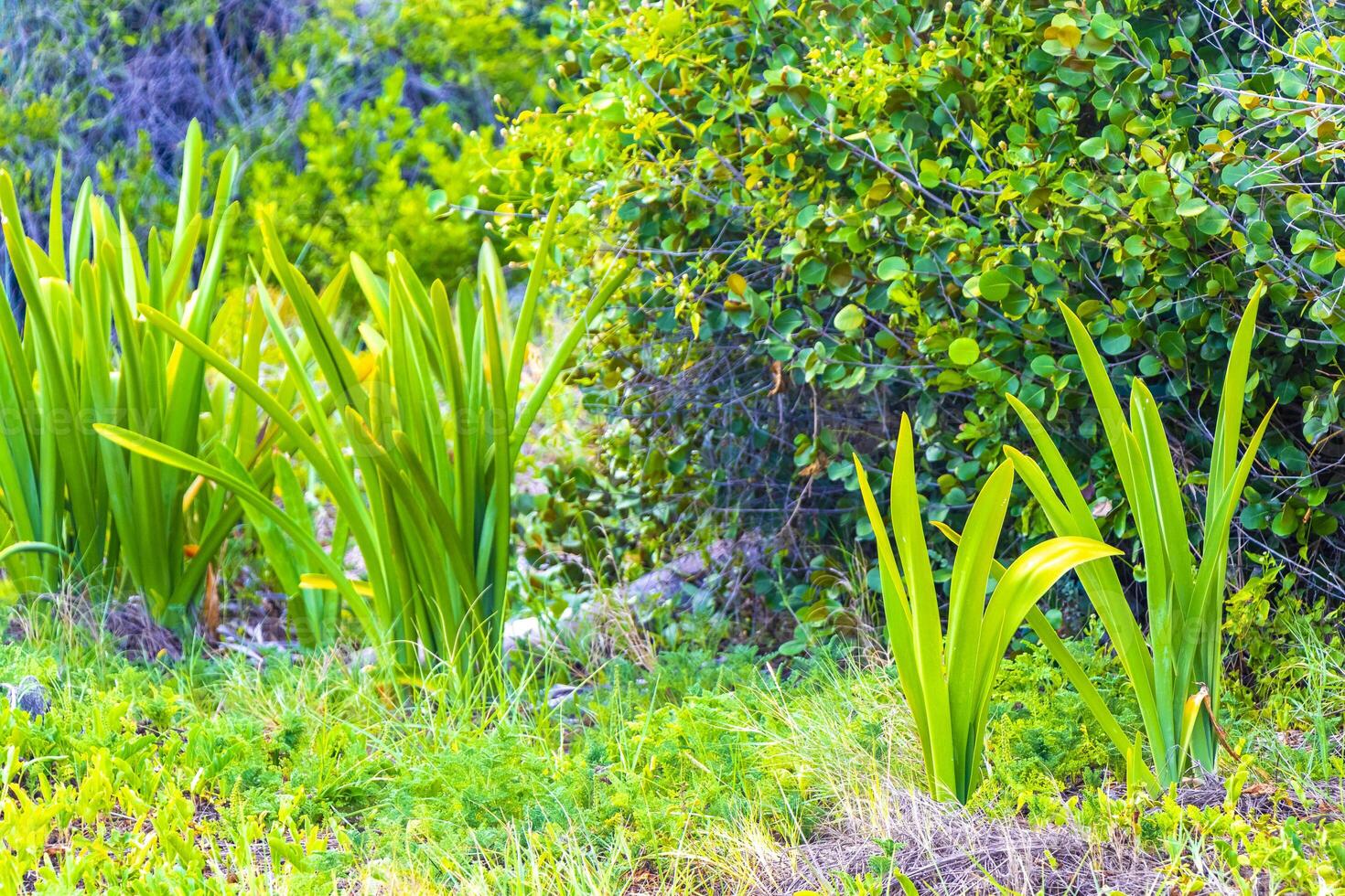 imenocallis caribea caraibico ragno giglio unico bianca fiore Messico. foto