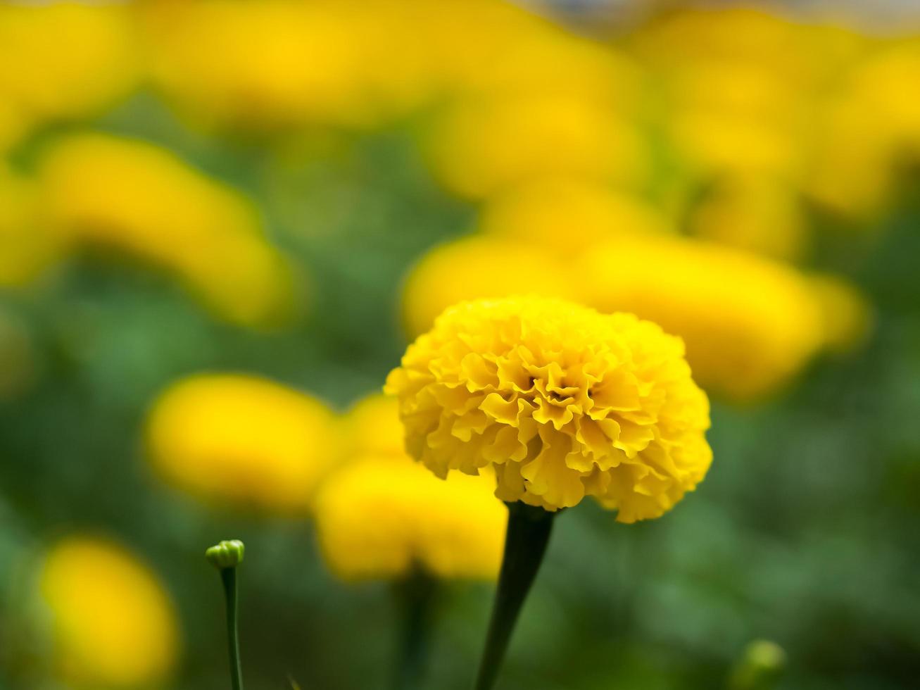 calendula in ricordo del re Rama foto