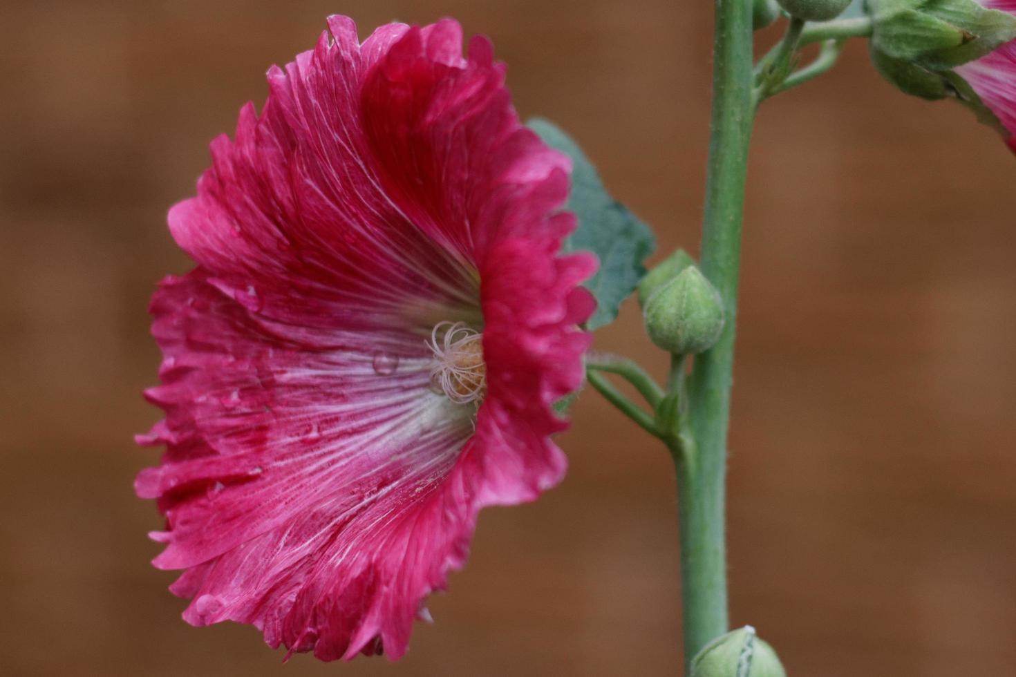 fiore di malvarosa rosa scuro foto