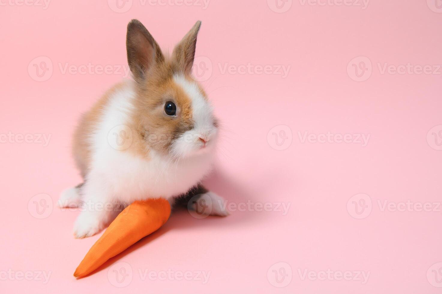 ritratto di adorabile coniglio con carota al di sopra di rosa sfondo foto