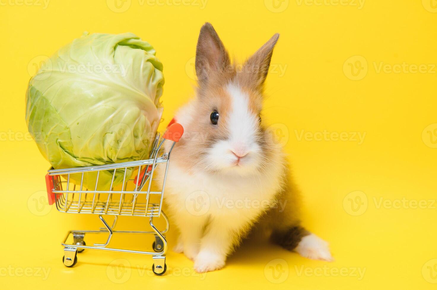 giovane adorabile coniglietto In piedi su collored sfondo. carino bambino coniglio per Pasqua e in linea shopping negozio per animale domestico e verdura. foto