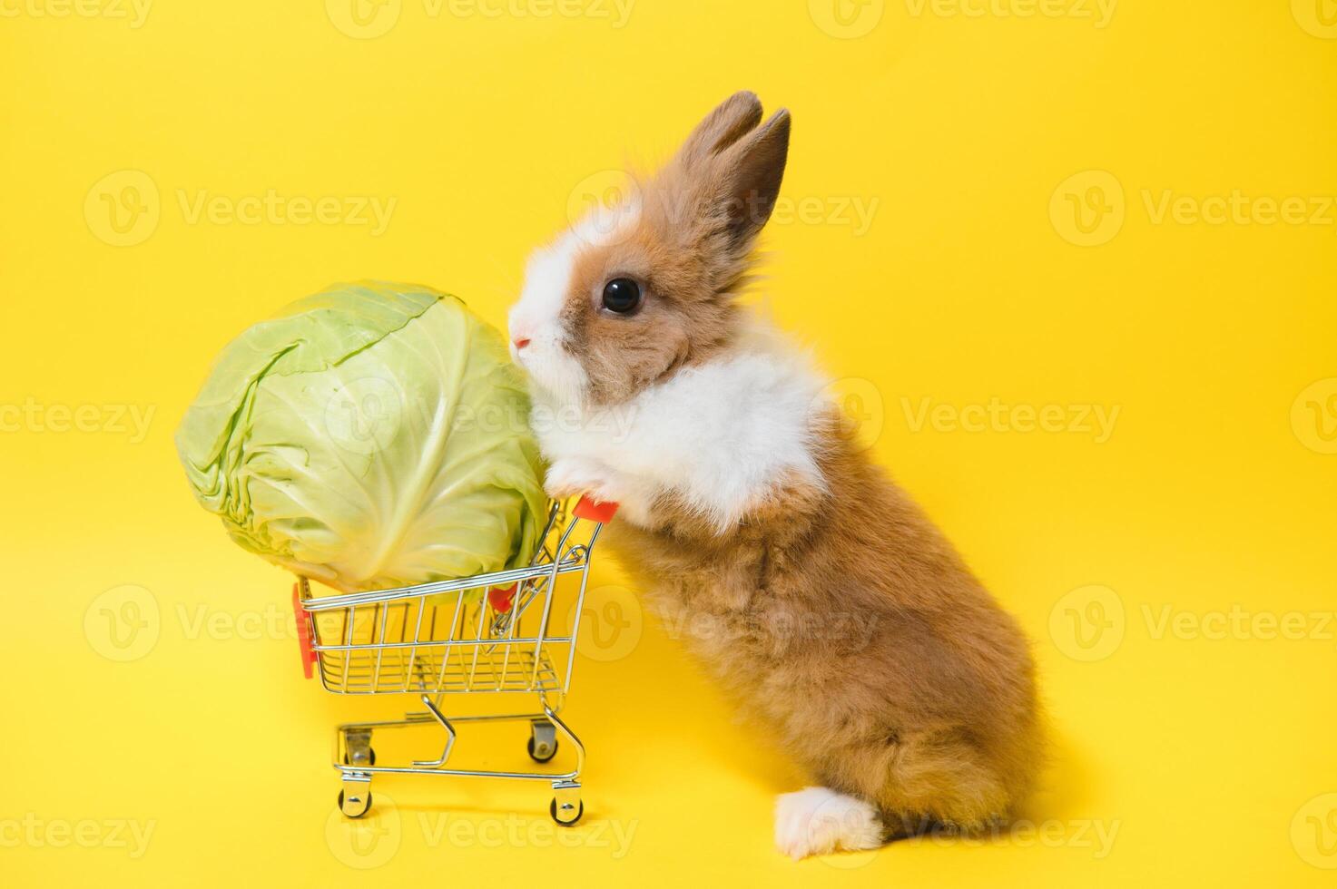 coniglio in piedi e hold il shopping carrello su collored sfondo. bello azione di giovane coniglio come acquisti. foto