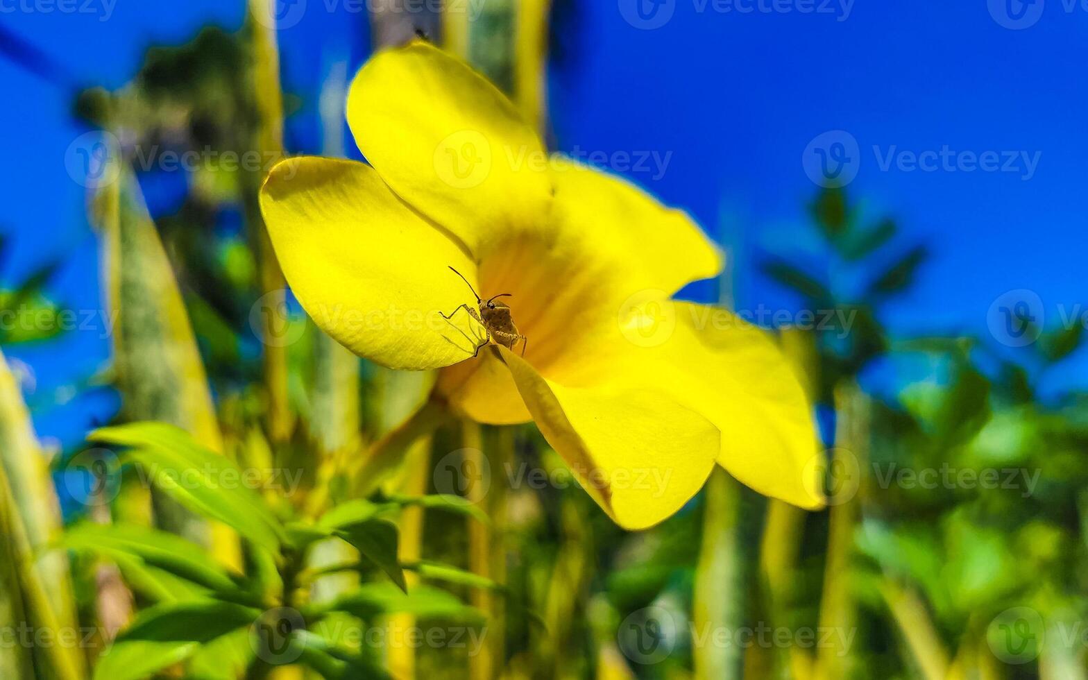 giallo bellissimo tropicale fiori e impianti nel Messico. foto