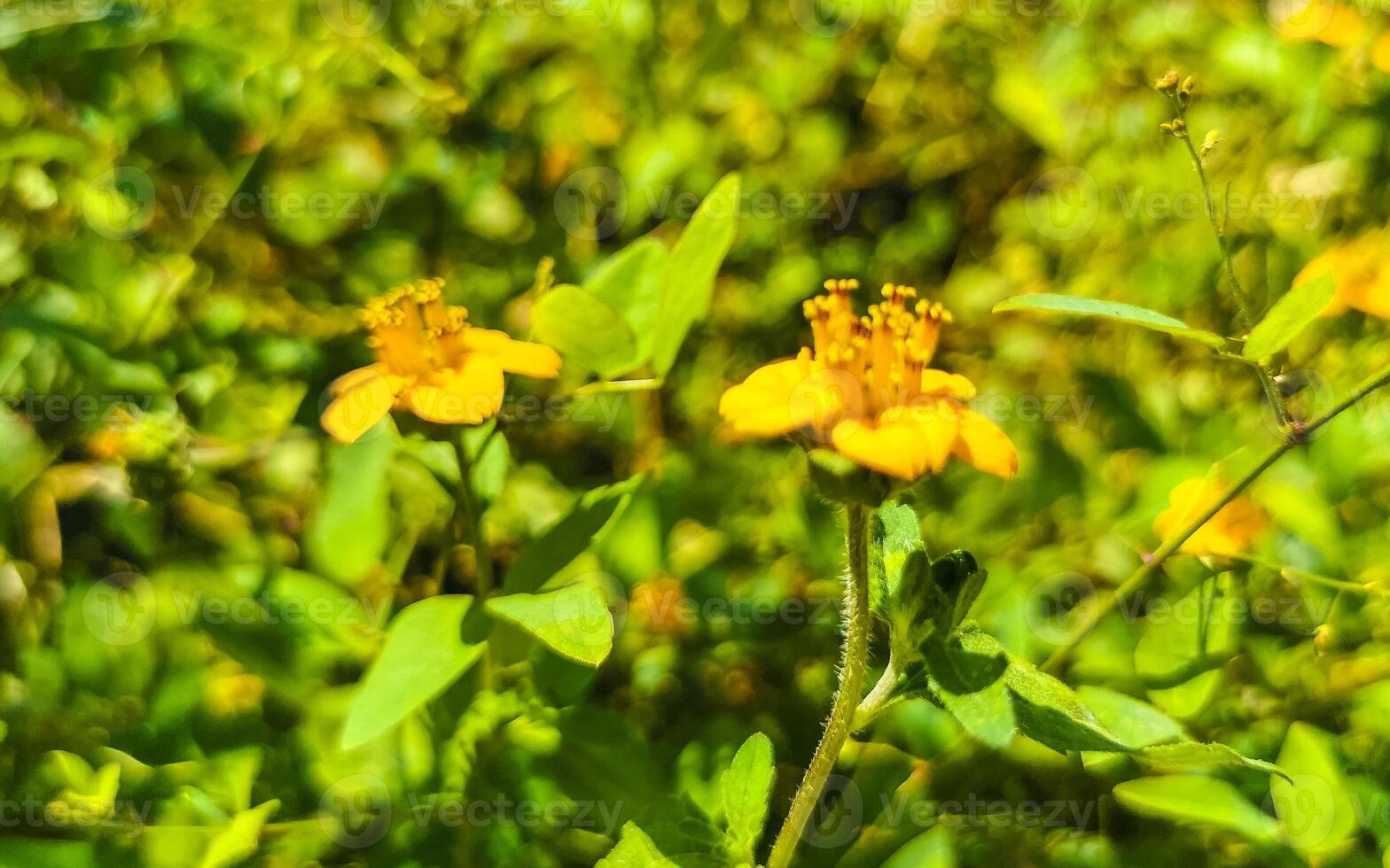 giallo bellissimo tropicale fiori e impianti nel Messico. foto