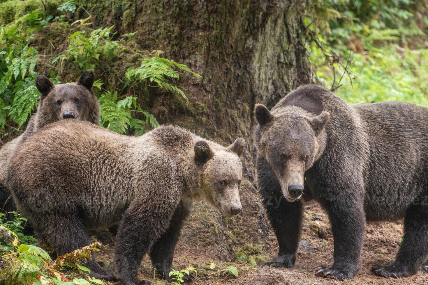 famiglia di orsi bruni, anan Creek, alaska foto