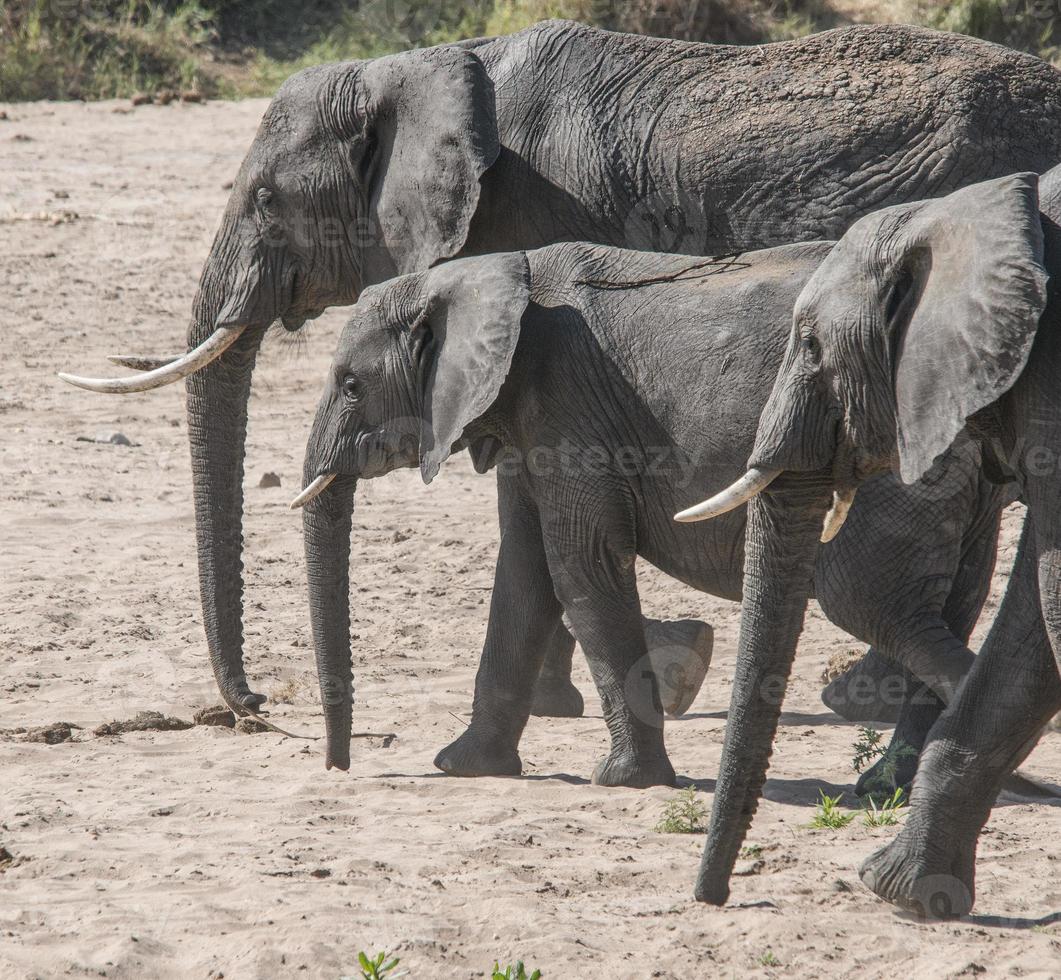 famiglia di elefanti nel tarangire foto