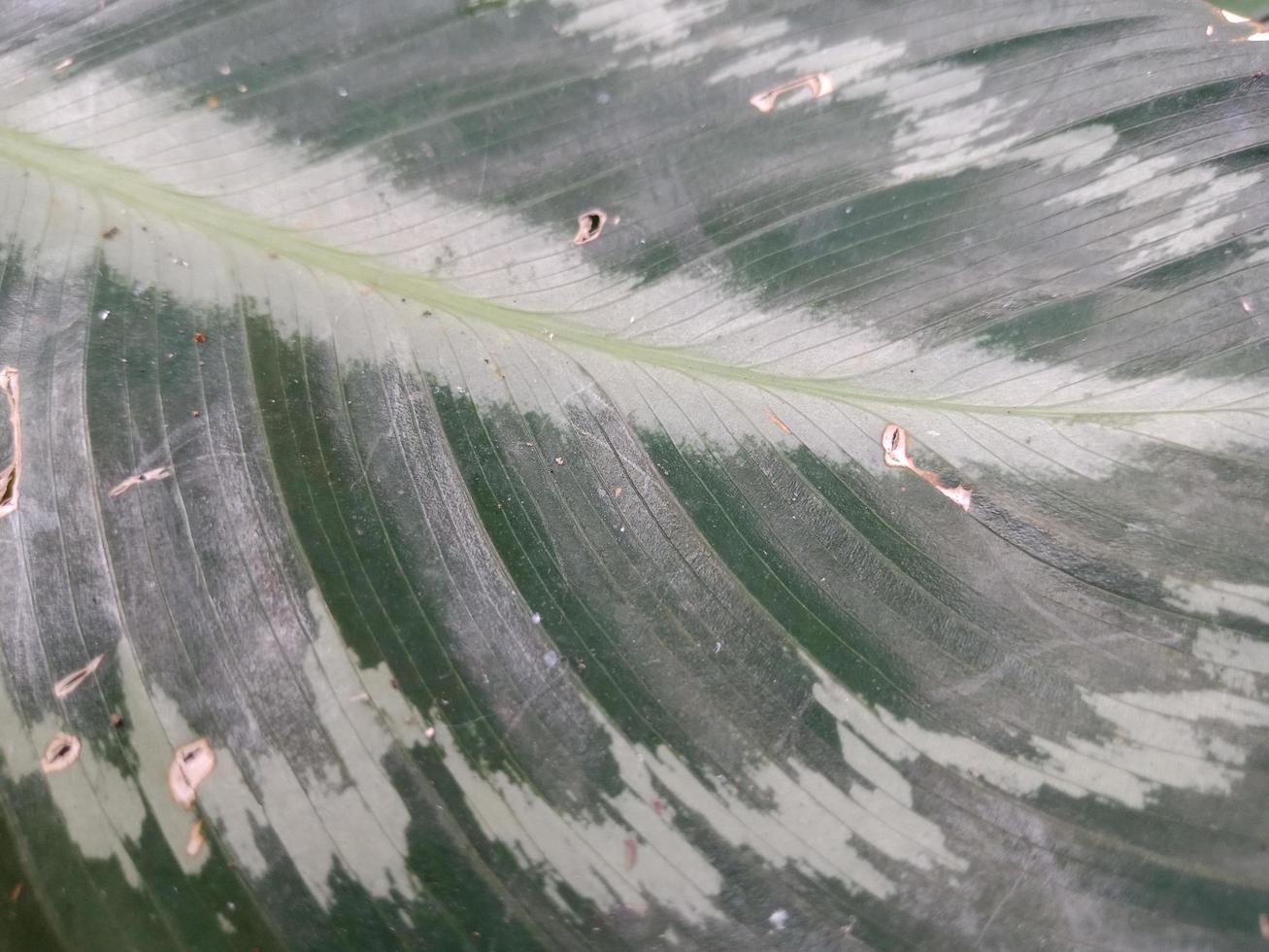 primo piano macro texture del paesaggio della venatura della foglia verde per la necessità di sfondo foto