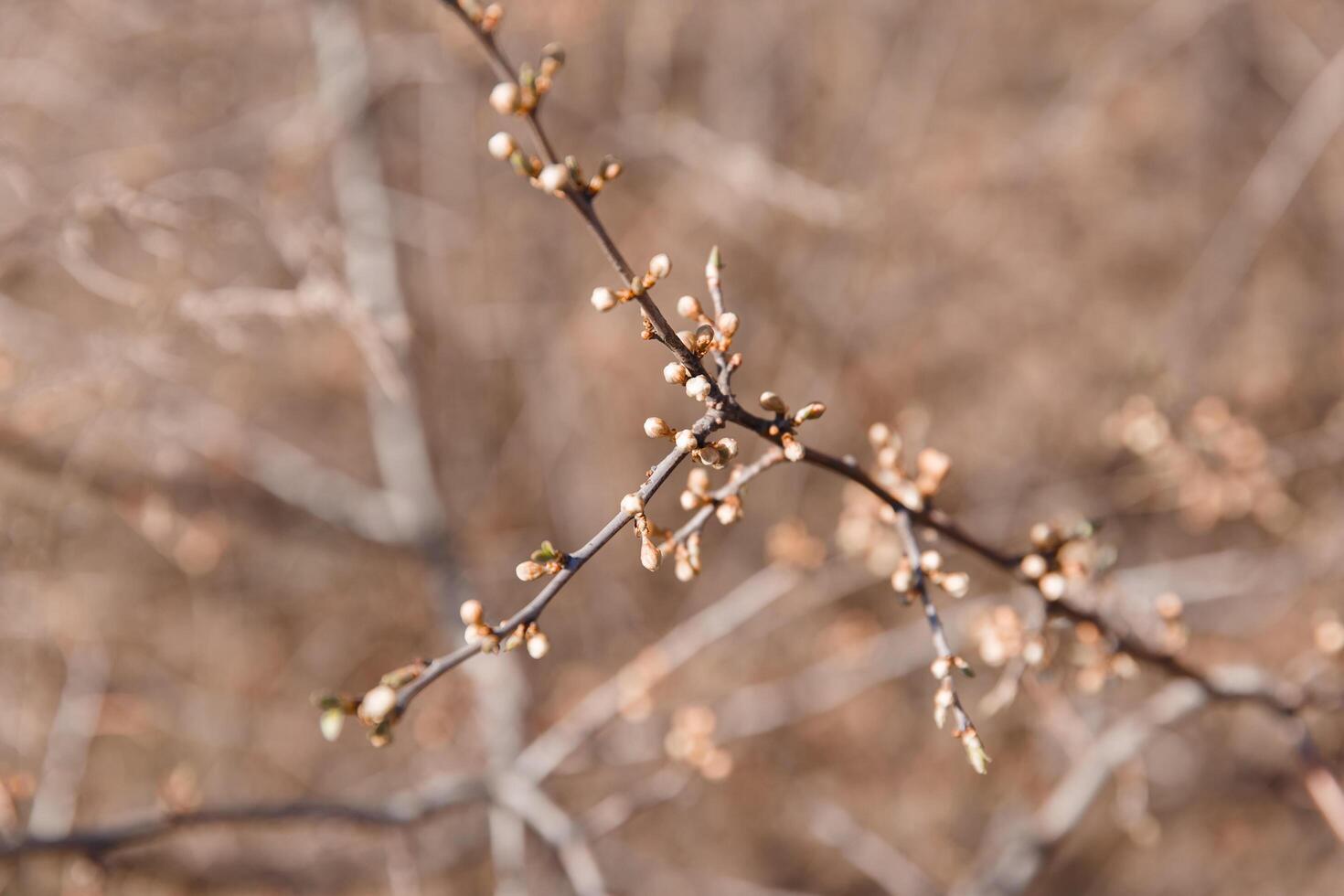 alberi nel molla, alberi fioritura nel molla, ramo, mini cuffie su un' ramo, bellissimo sfondo, giovane le foglie e fiori su albero rami foto