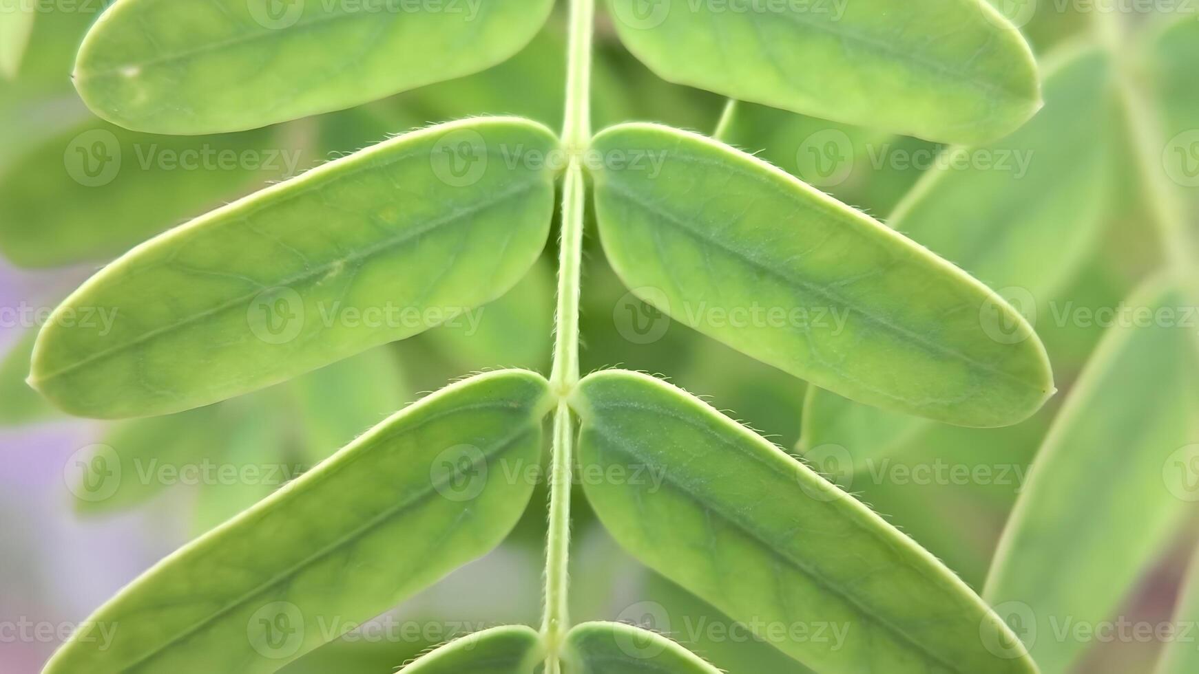 un' vicino su di un' verde foglia su un' pianta foto