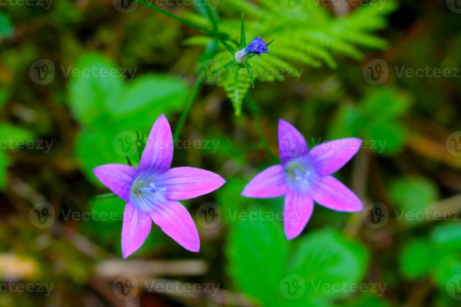 viola fiori selvatici fioritura nel il prato nel il estate. foto