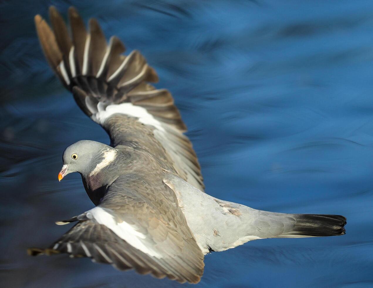 uccello fotografia, uccello immagine, maggior parte bellissimo uccello fotografia, natura fotografia foto