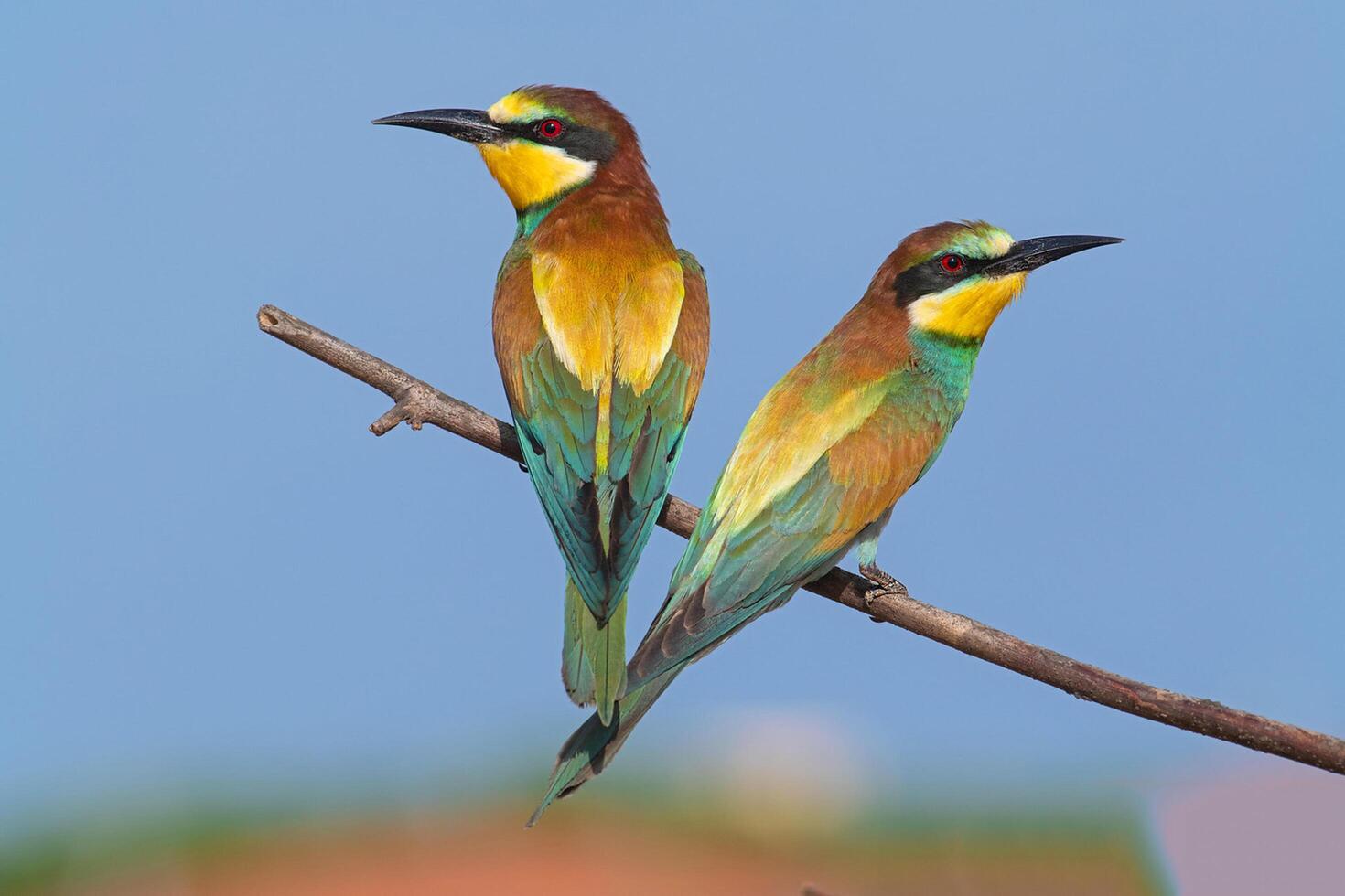 uccello fotografia, uccello immagine, maggior parte bellissimo uccello fotografia, natura fotografia foto