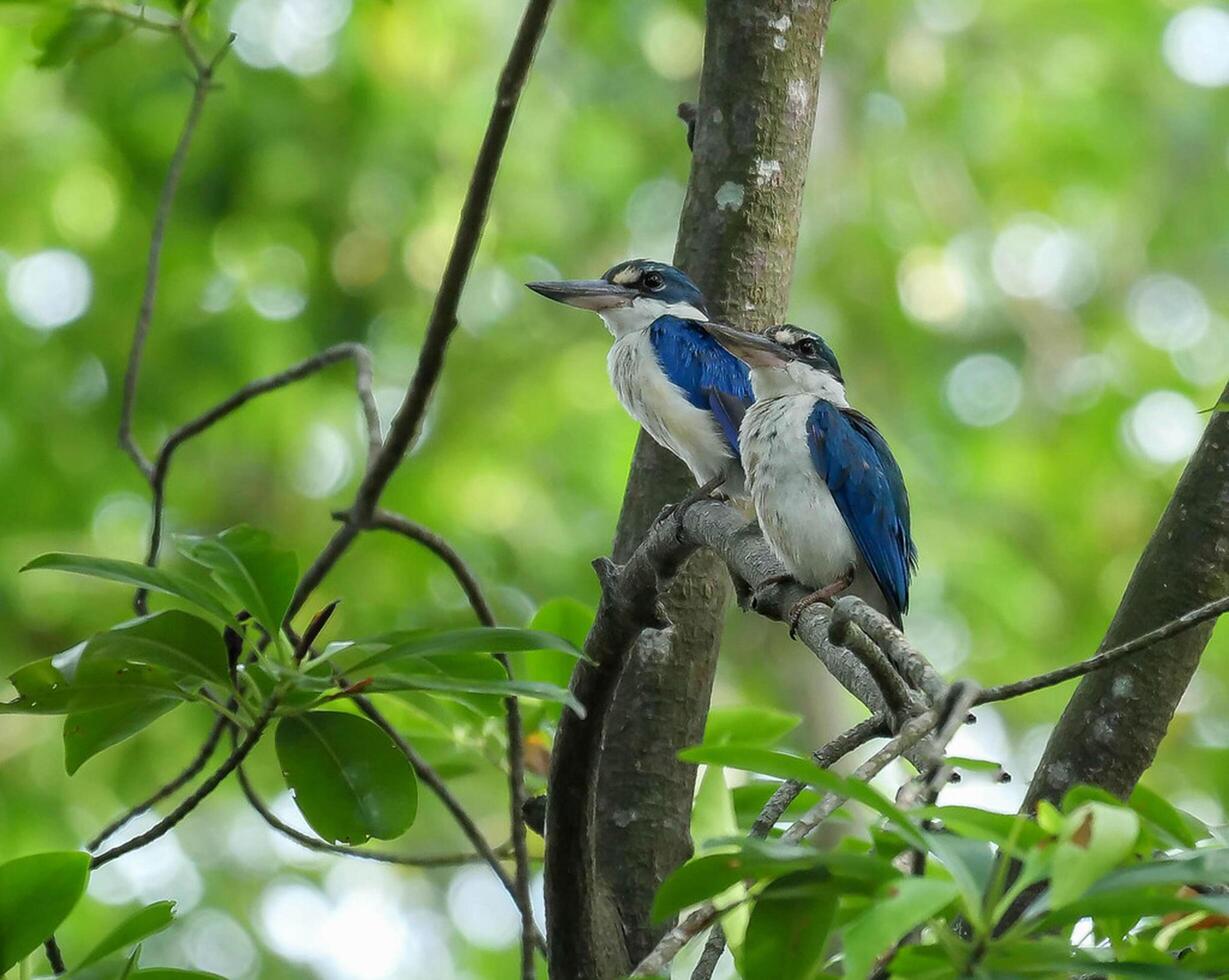 uccello fotografia, uccello immagine, maggior parte bellissimo uccello fotografia, natura fotografia foto