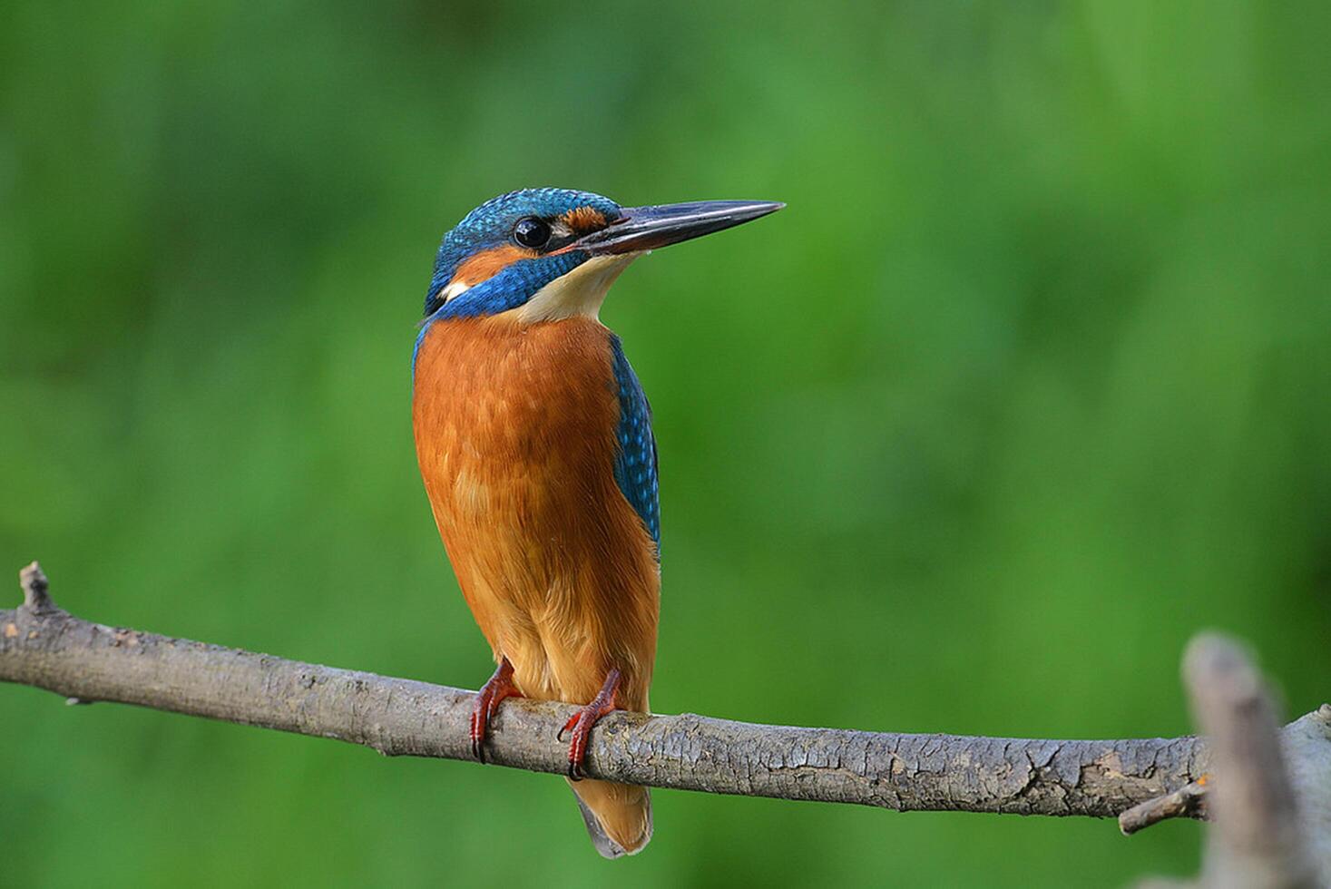 uccello fotografia, uccello immagine, maggior parte bellissimo uccello fotografia, natura fotografia foto