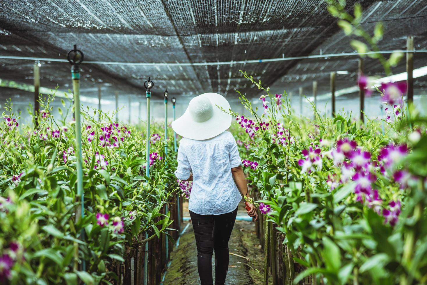 giardiniere donna asiatica. orchidea da taglio in un giardino di orchidee. foto