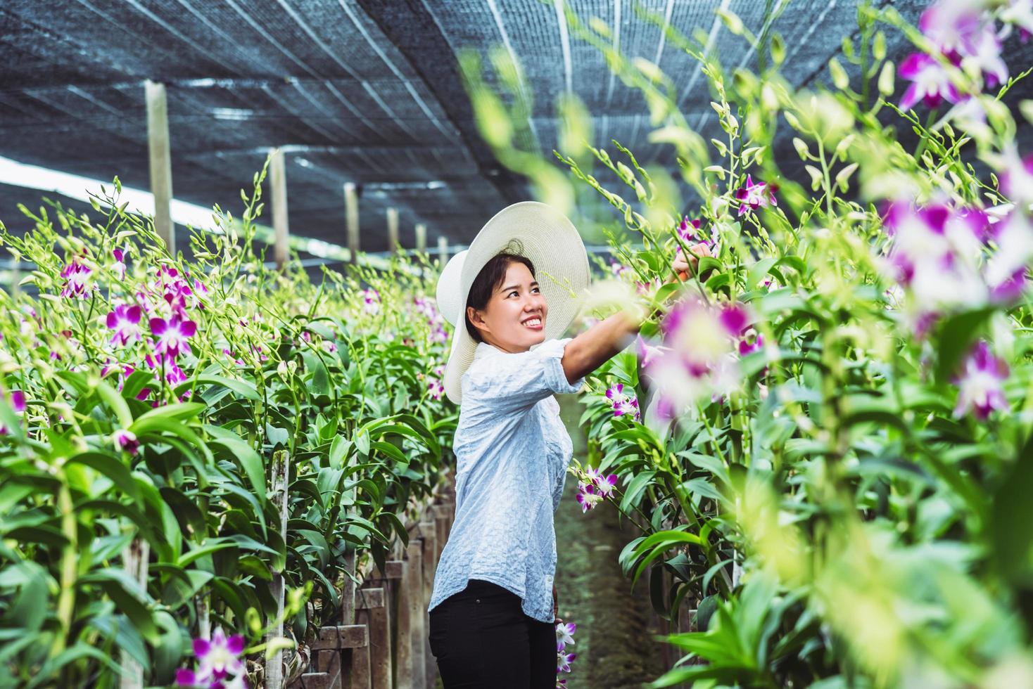 giardiniere donna asiatica. orchidea da taglio in un giardino di orchidee. foto