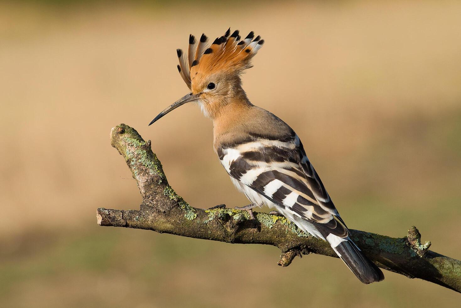 uccello fotografia, uccello immagine, maggior parte bellissimo uccello fotografia, natura fotografia foto